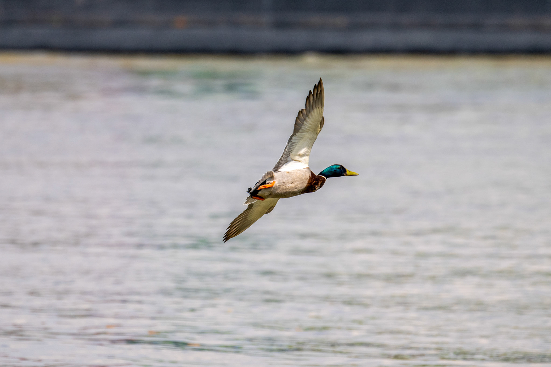 Rhein bei Langs-Kierst