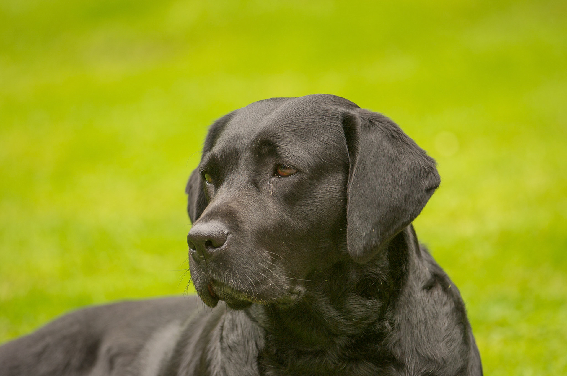 Hunde
