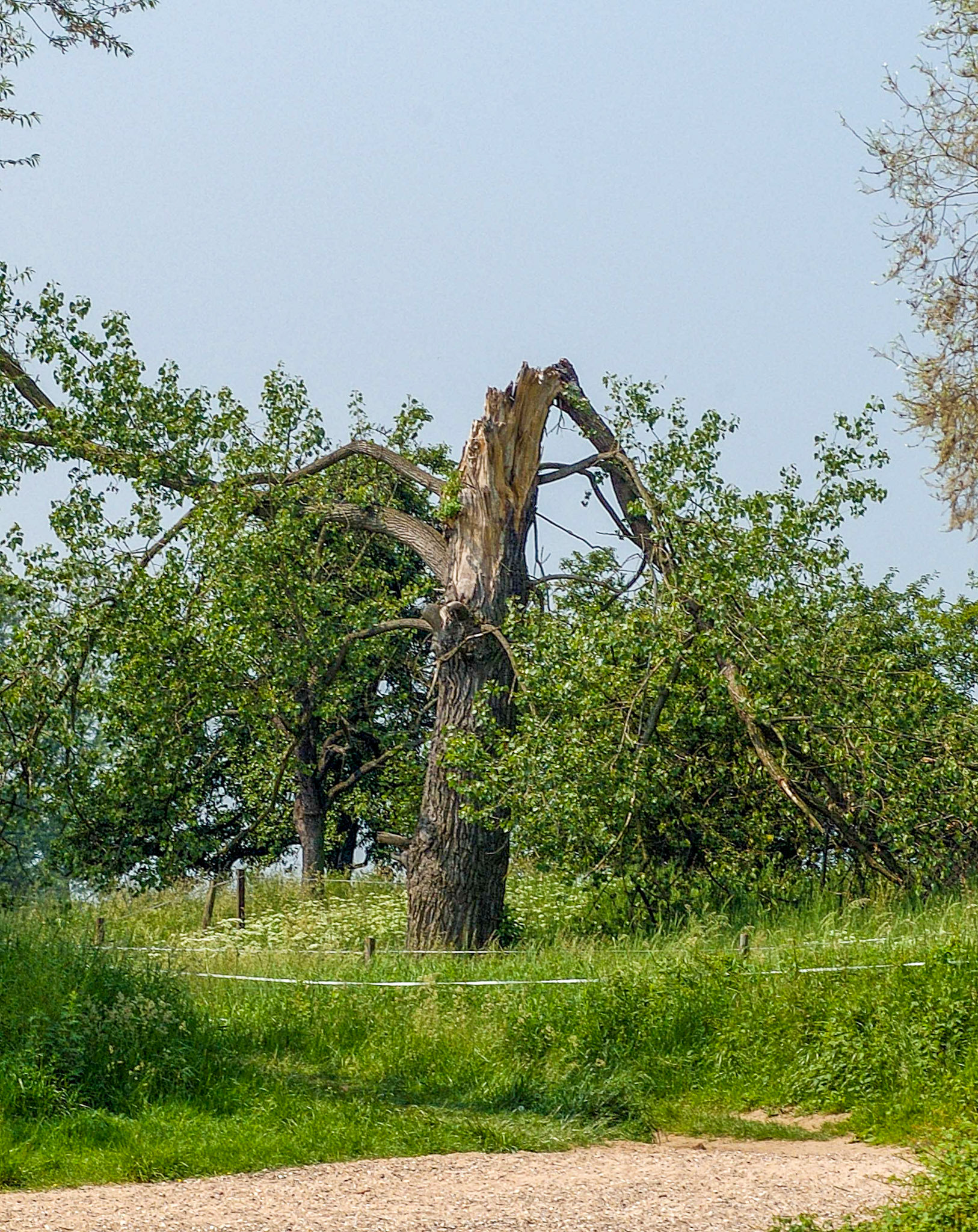 Rhein bei Langs-Kierst