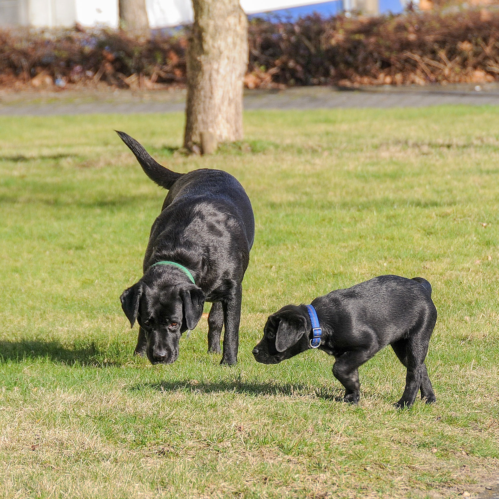 Hunde