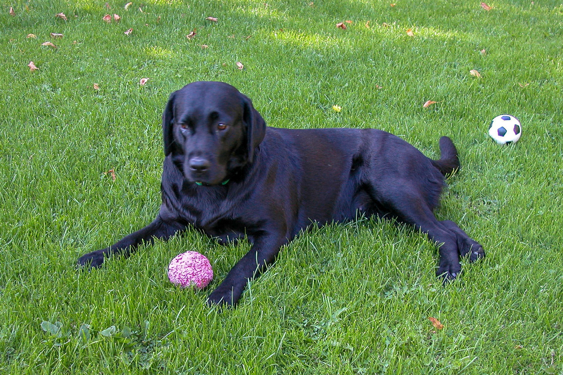 Hunde