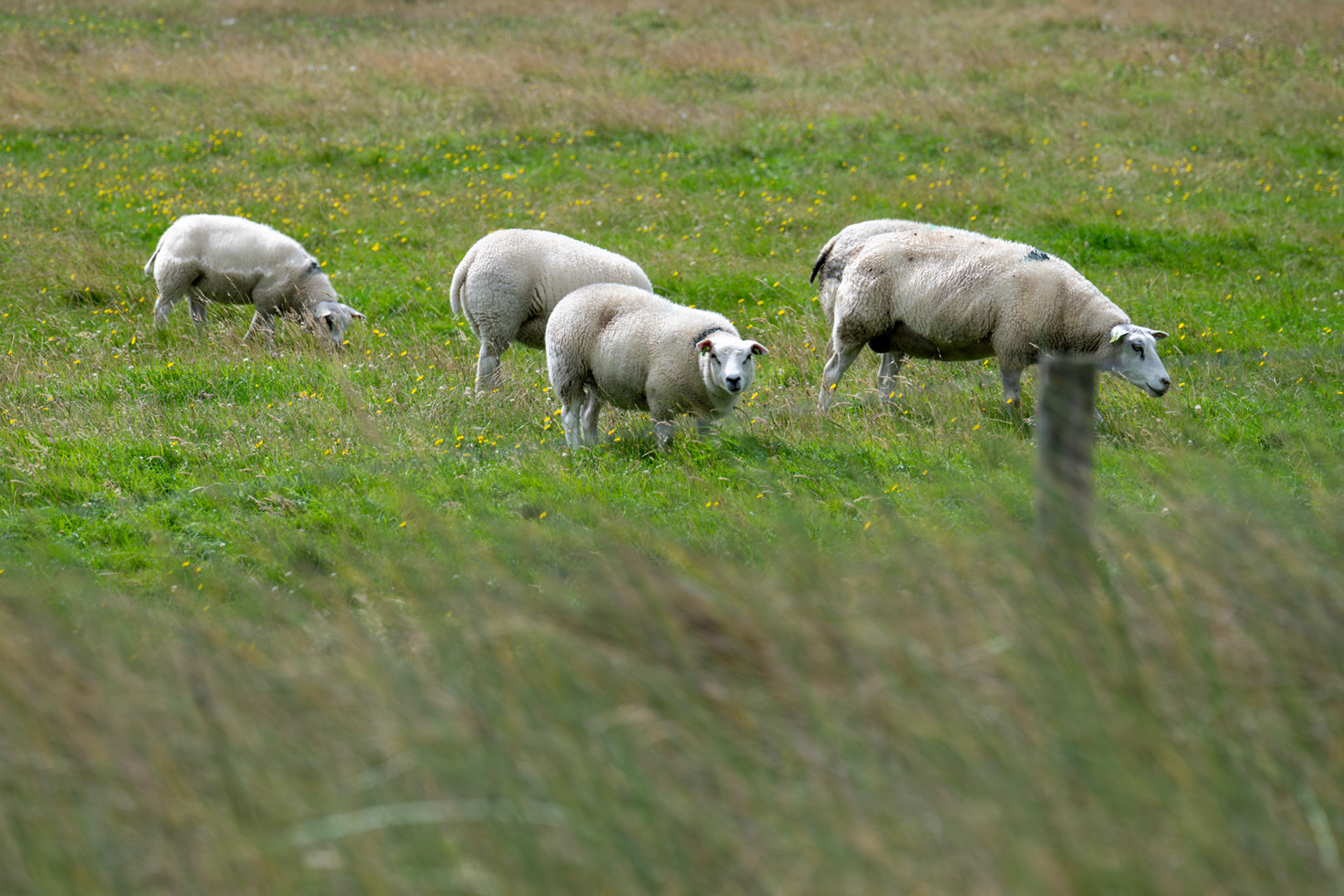 Ameland
