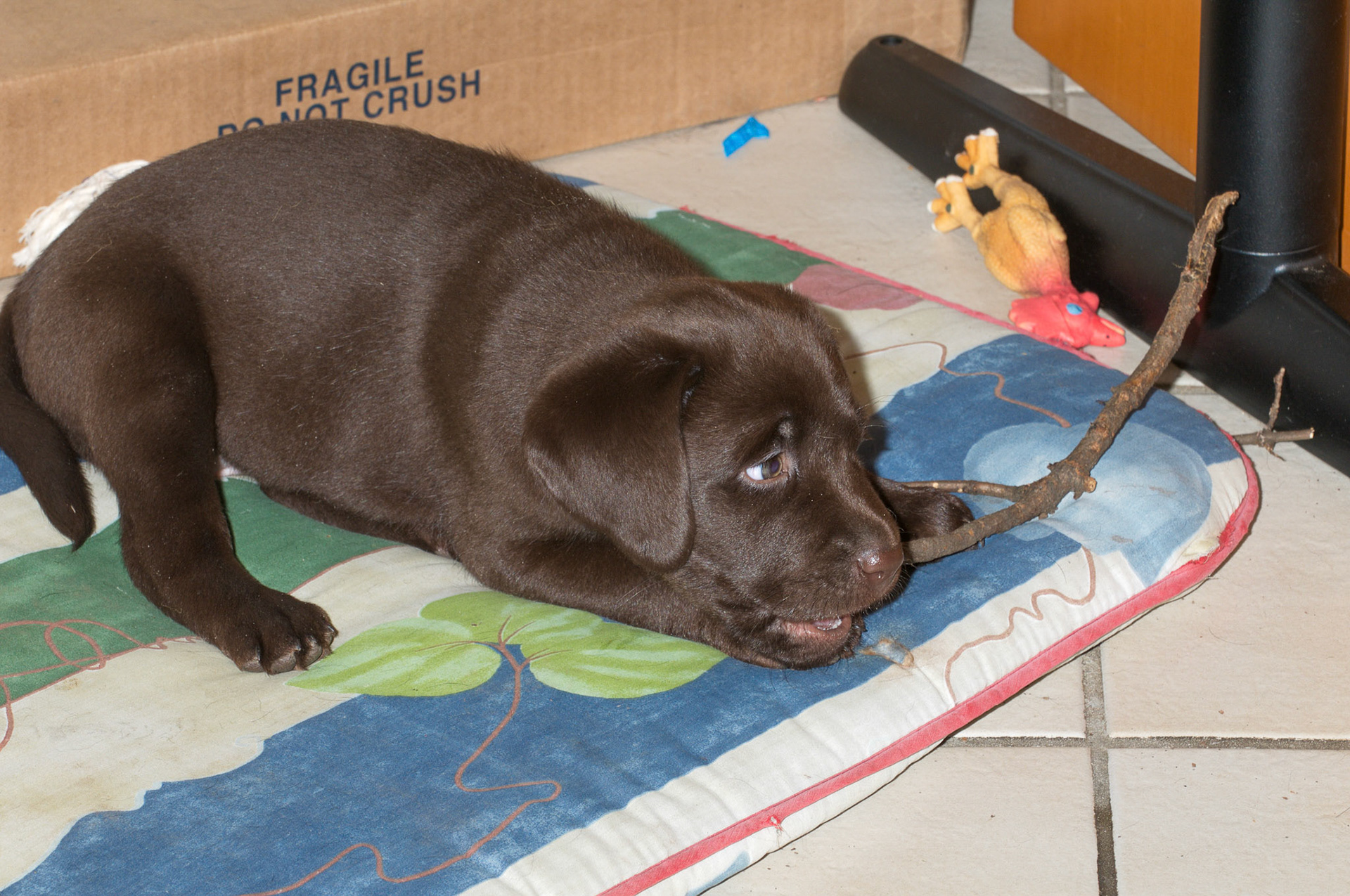 Hunde
