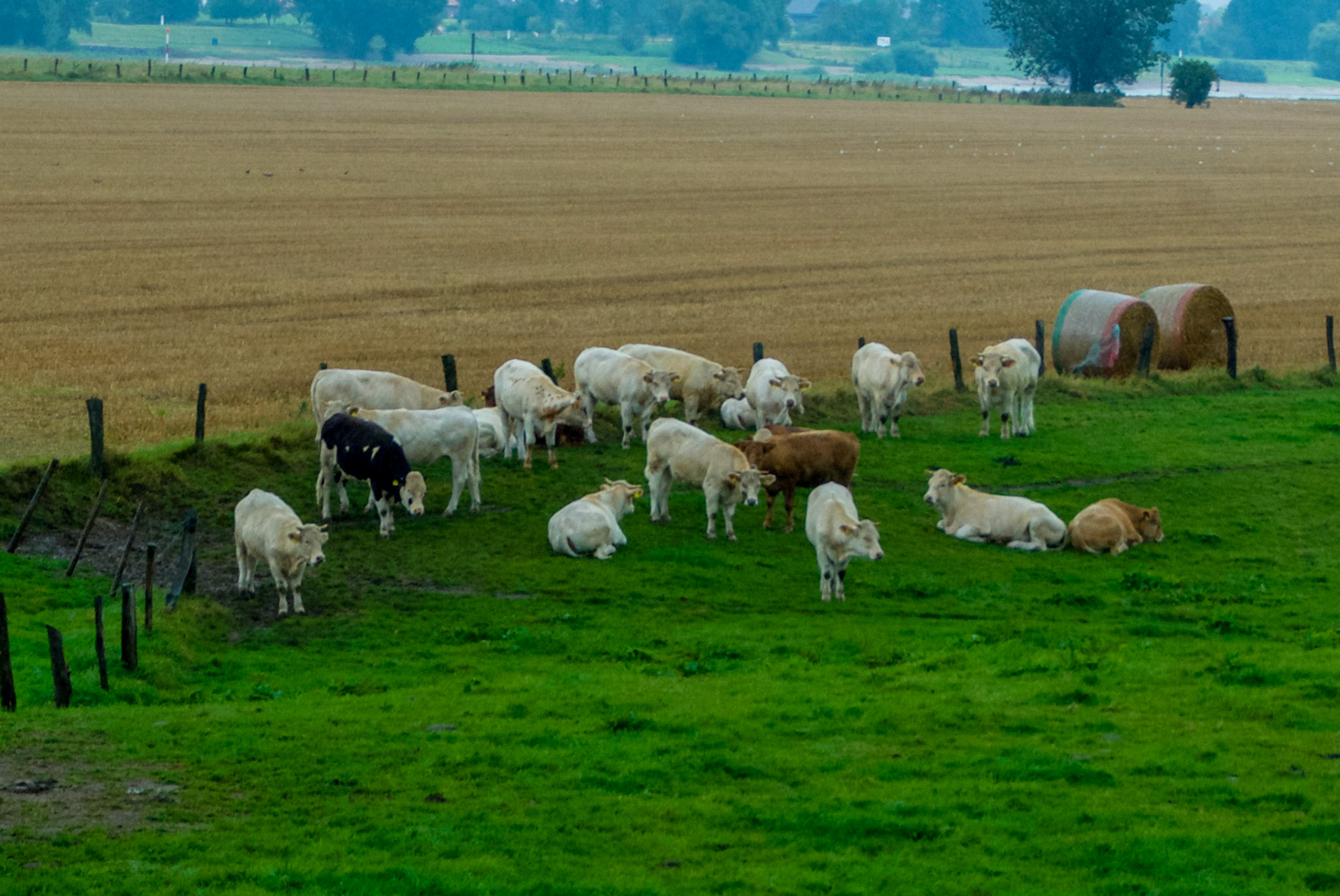 Rhein bei Langs-Kierst