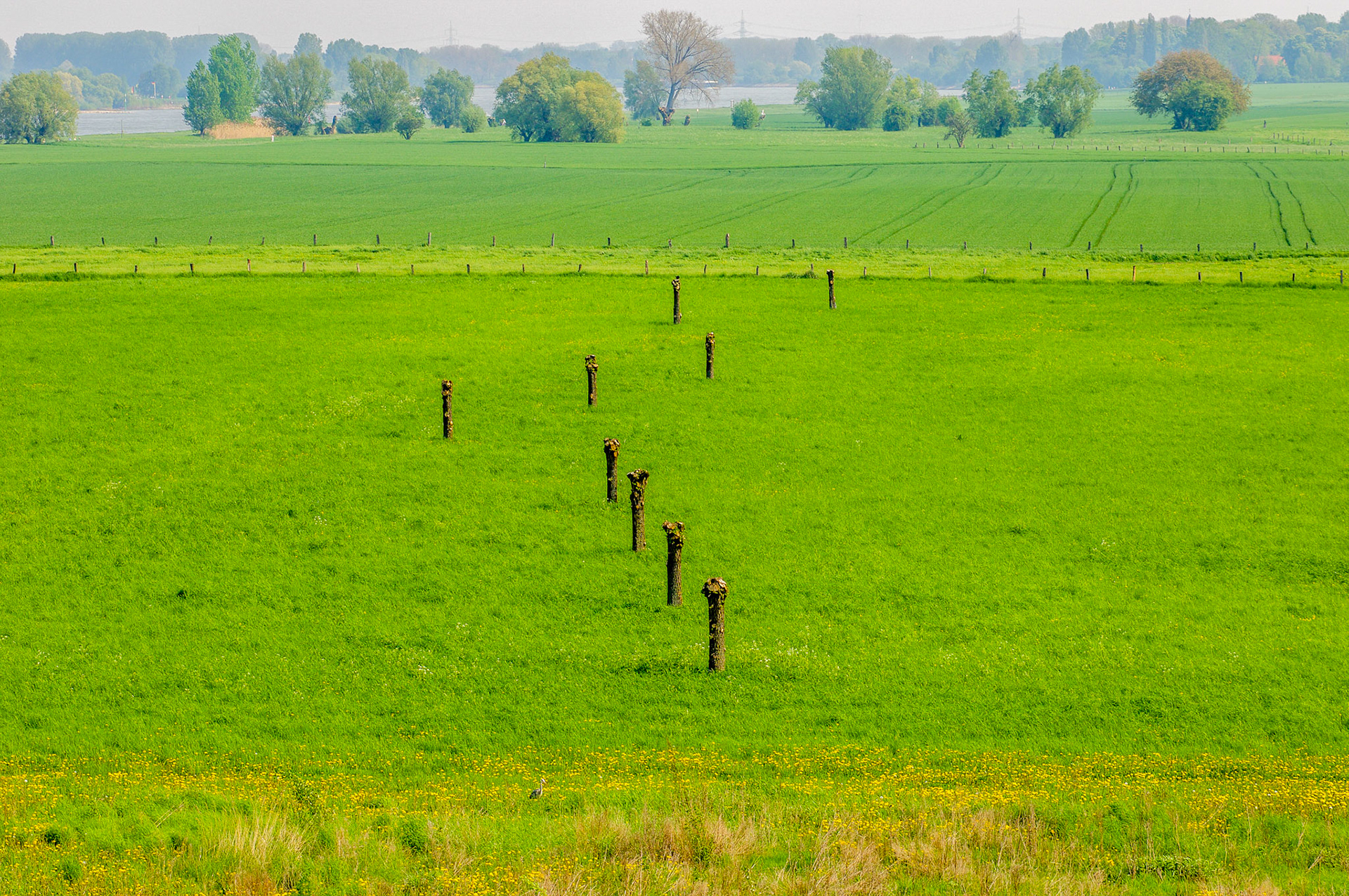 Rhein bei Langs-Kierst