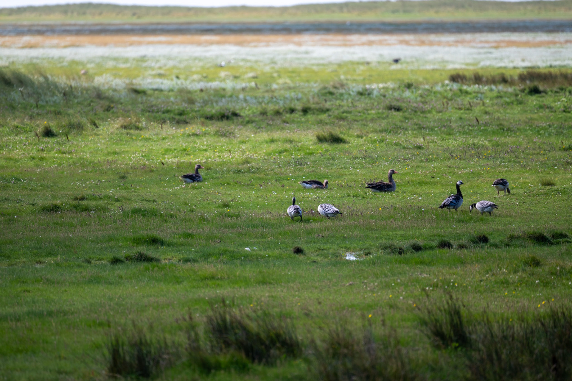 Ameland