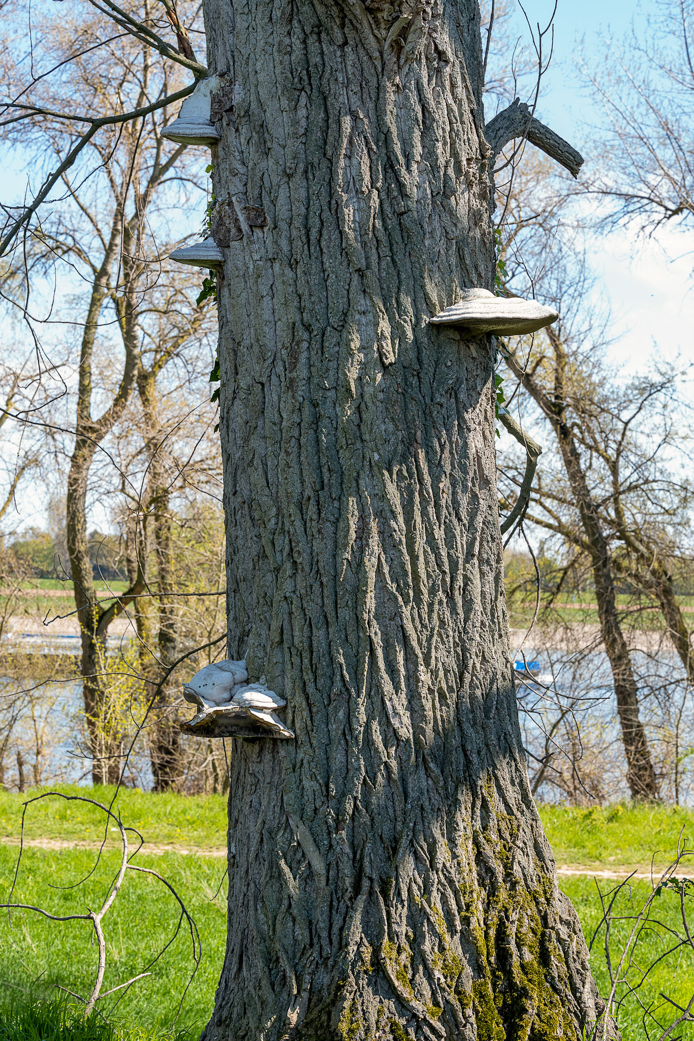 Rhein bei Langs-Kierst