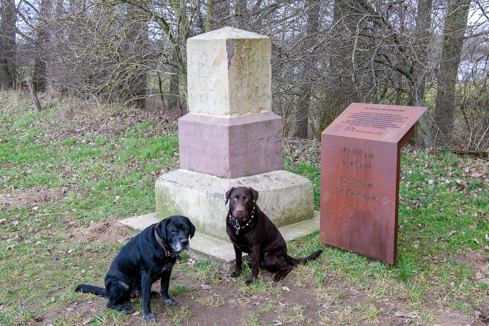 Rhein bei Langs-Kierst