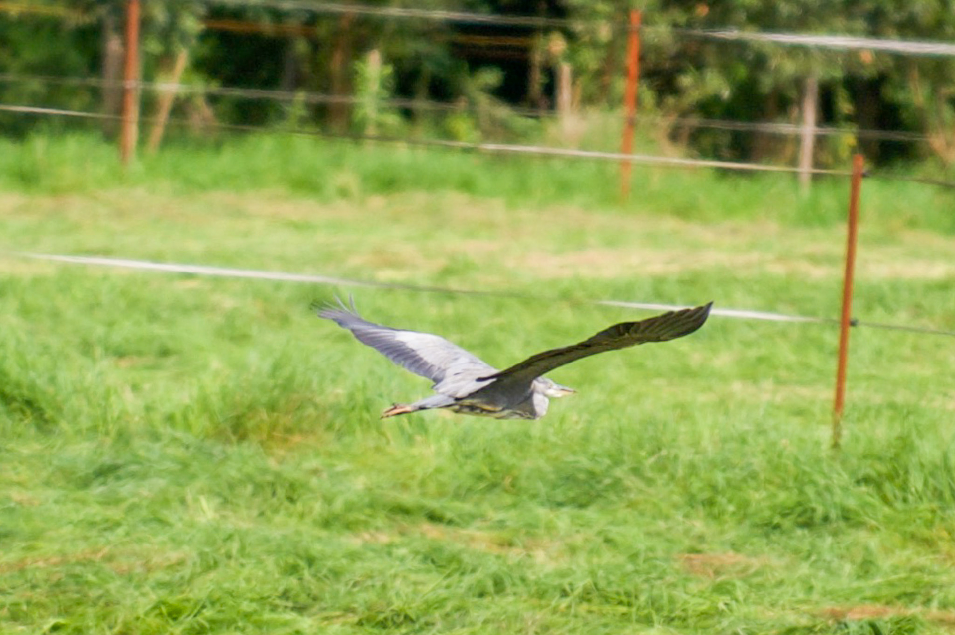 Rhein bei Langs-Kierst