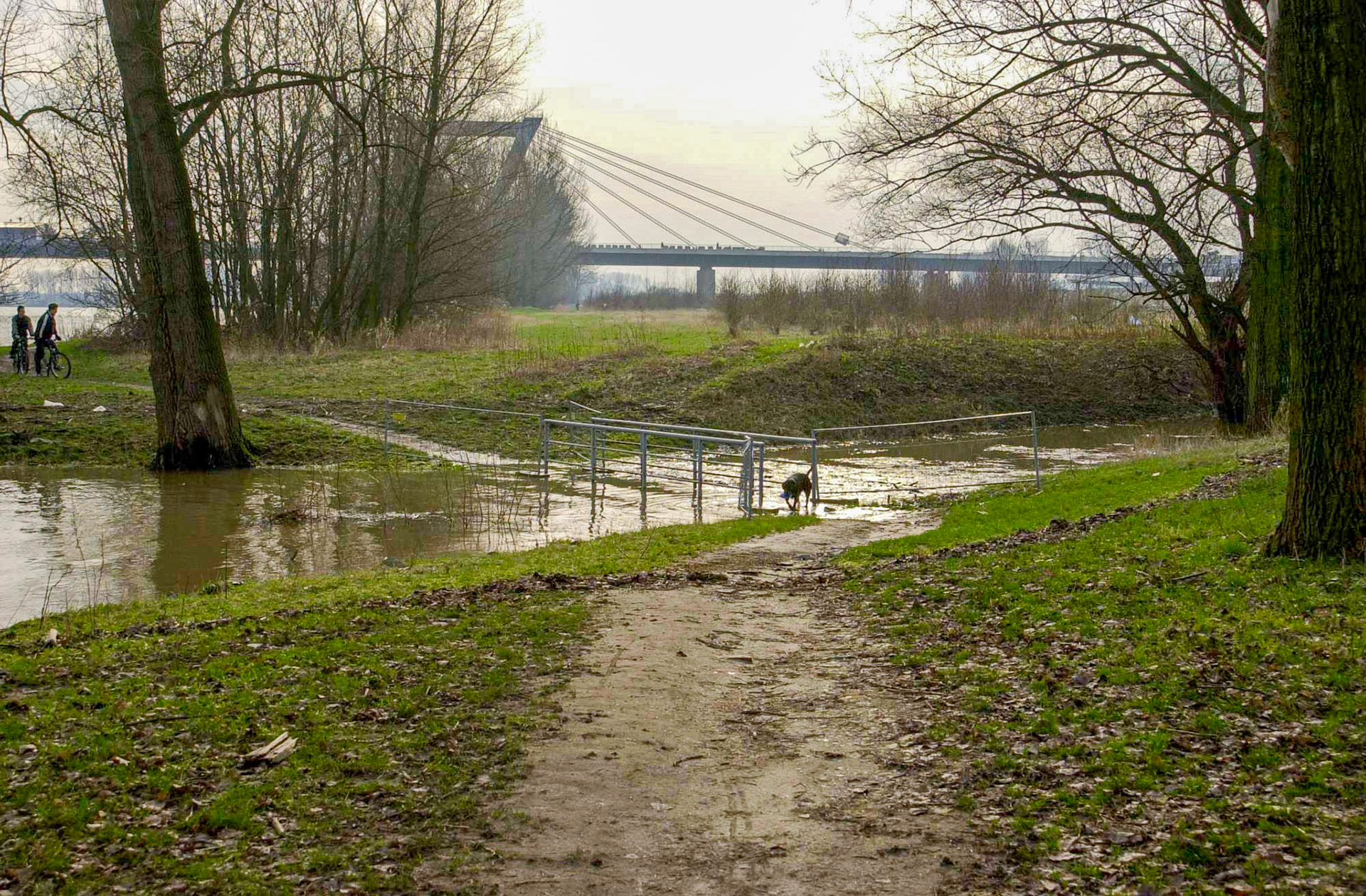 Rhein bei Langs-Kierst