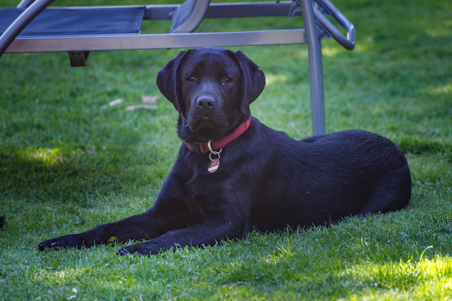 Hunde