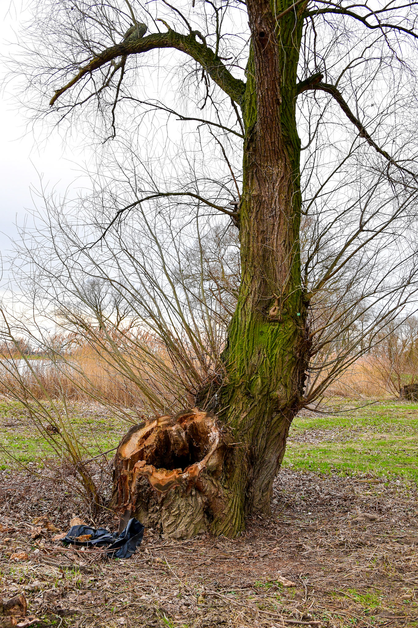 Rhein bei Langs-Kierst