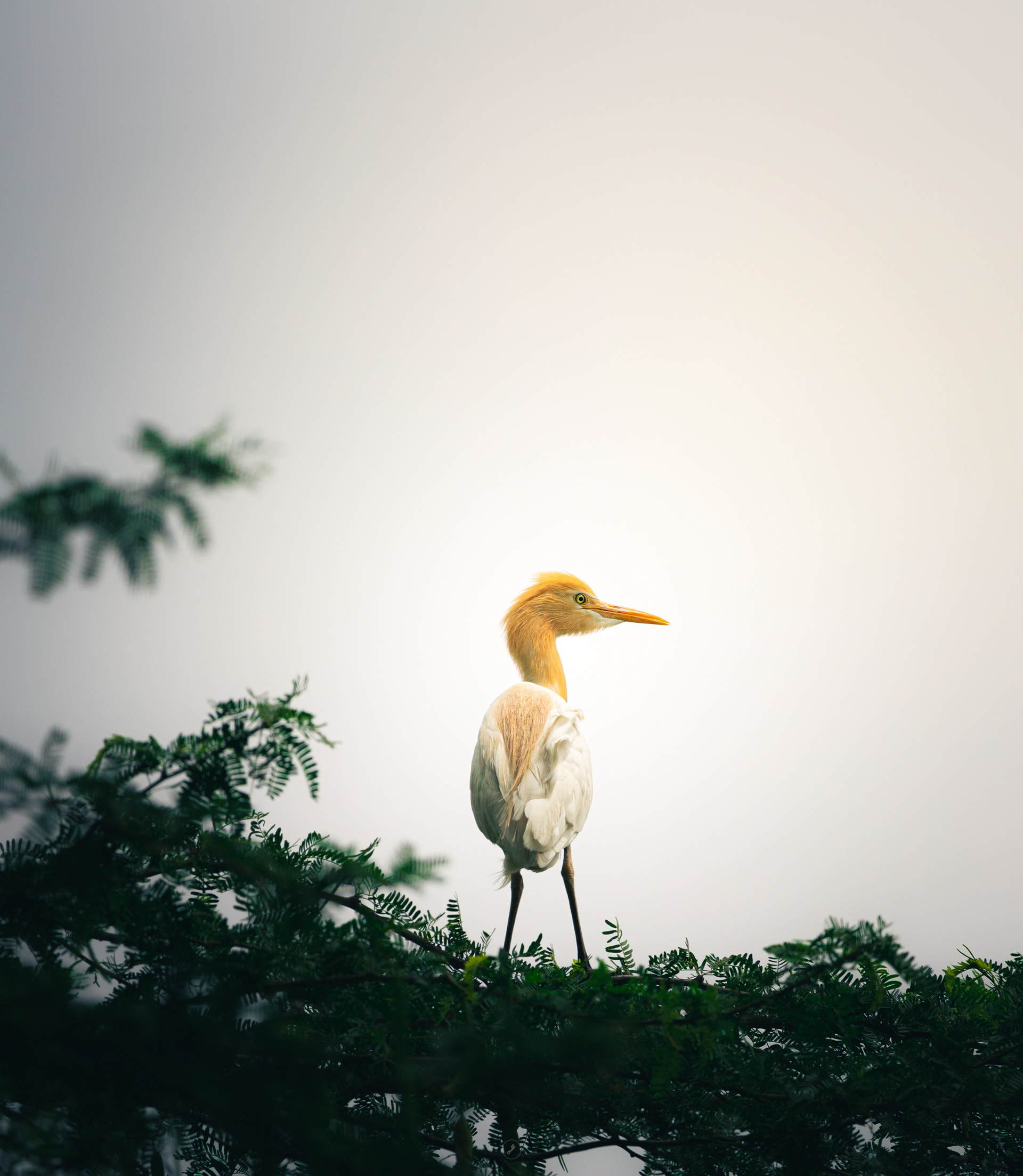 Captured by Rohit Chopra