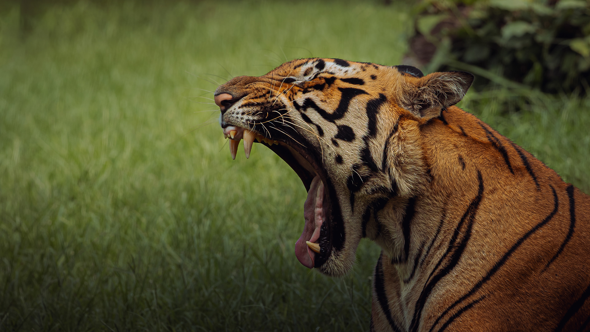 Captured by Rohit Chopra