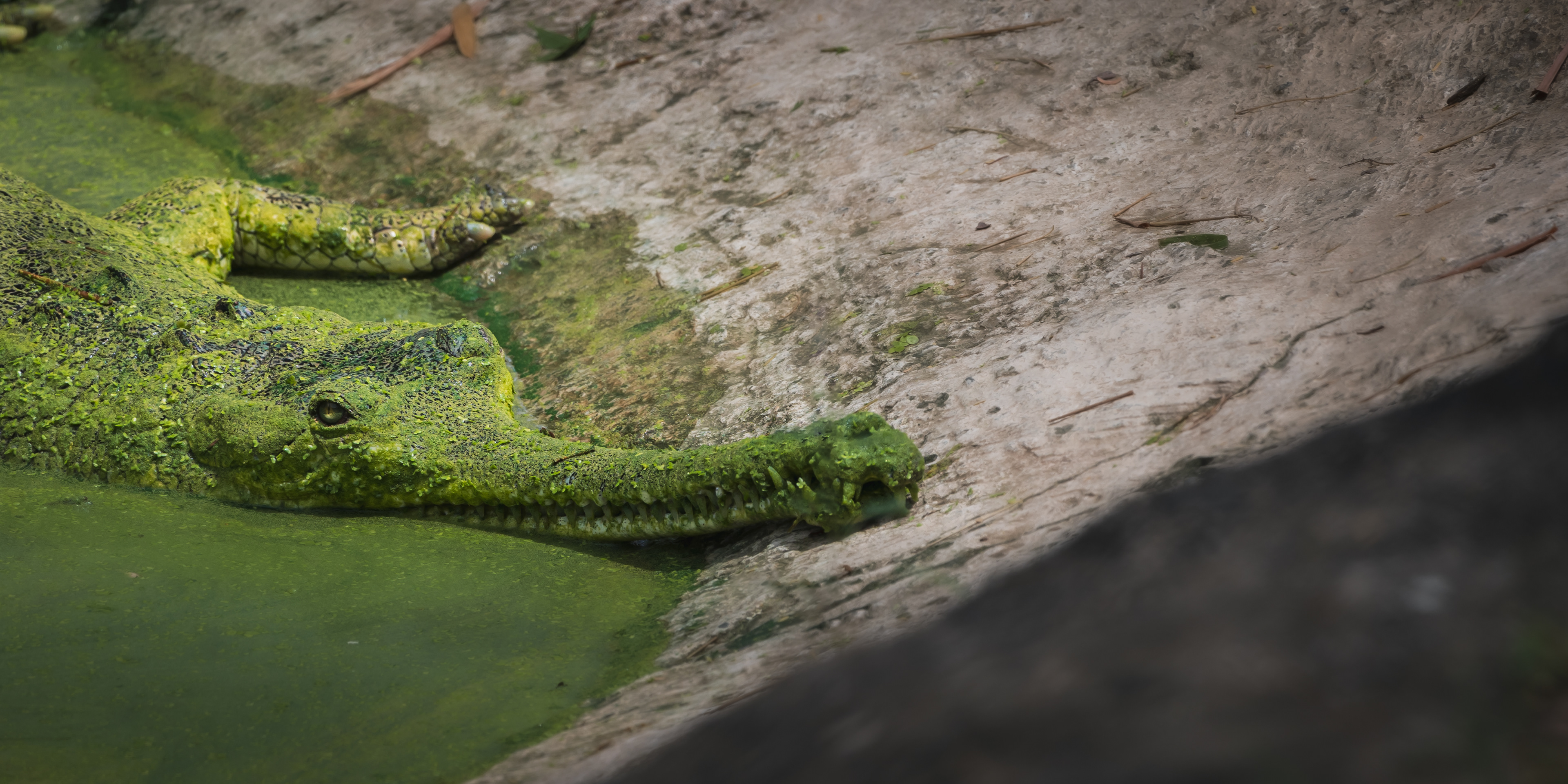 Captured by Rohit Chopra