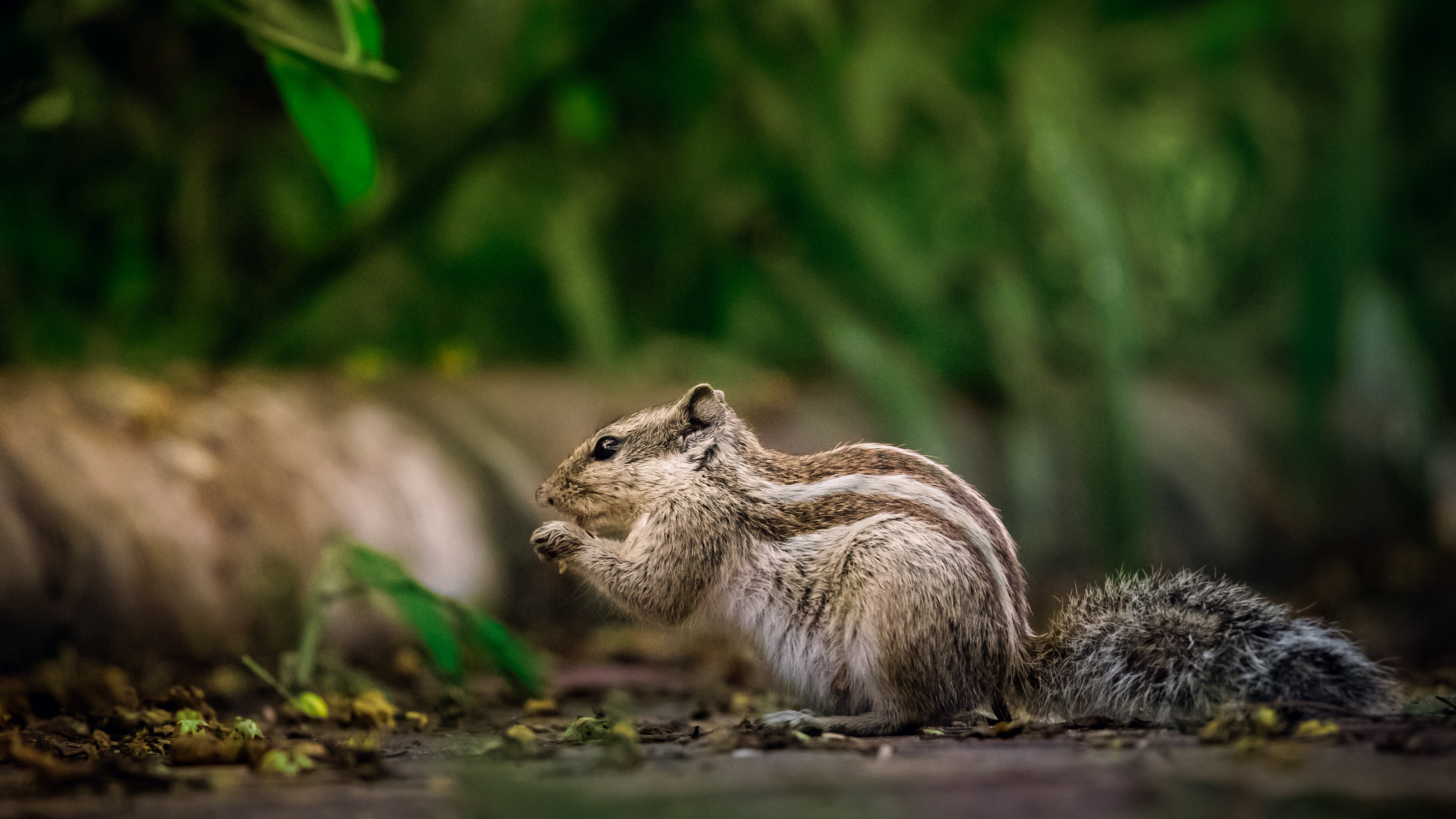 Captured by Rohit Chopra