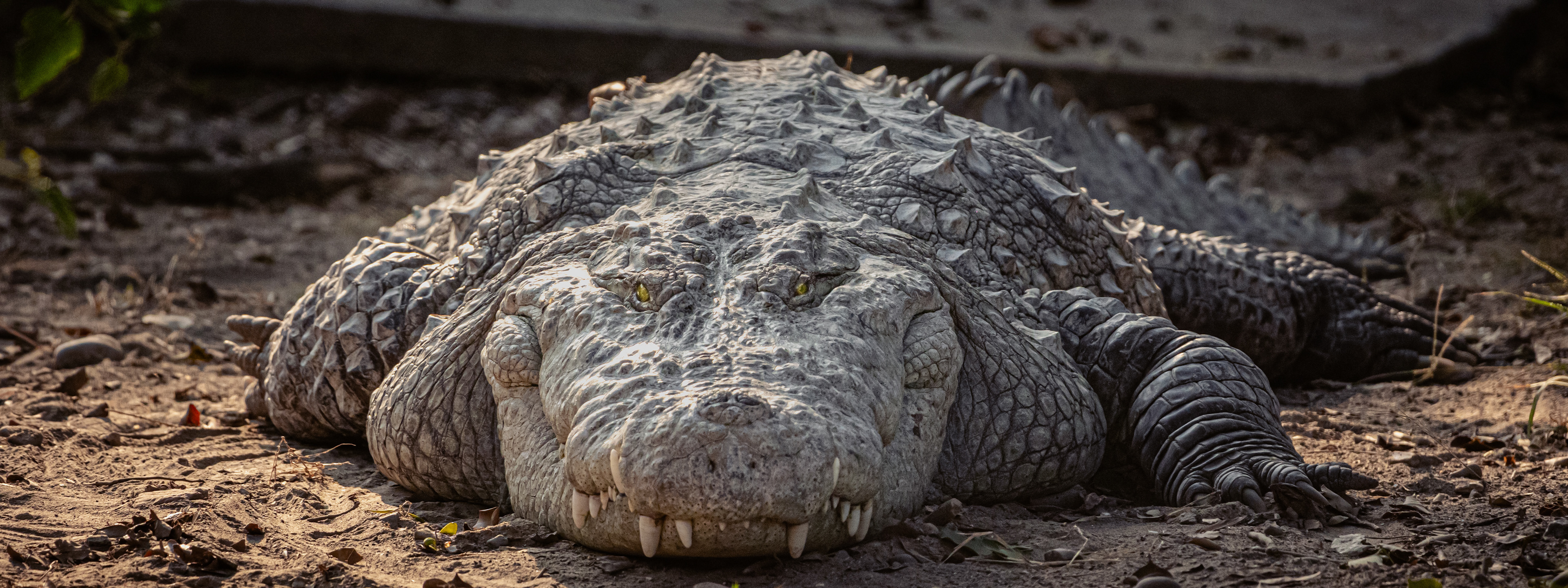 Captured by Rohit Chopra