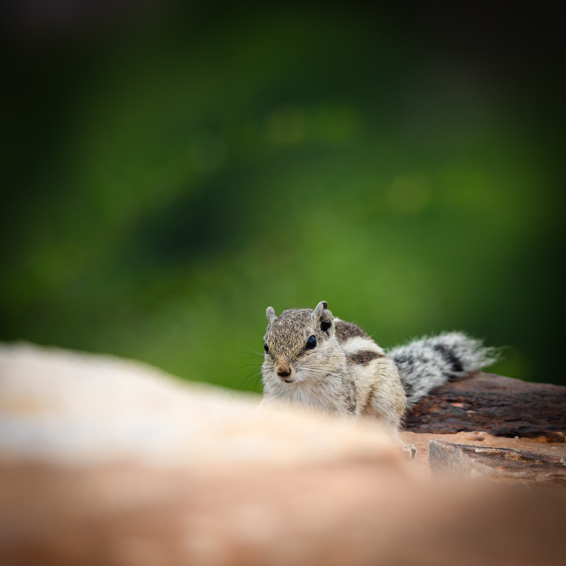 Captured by Rohit Chopra