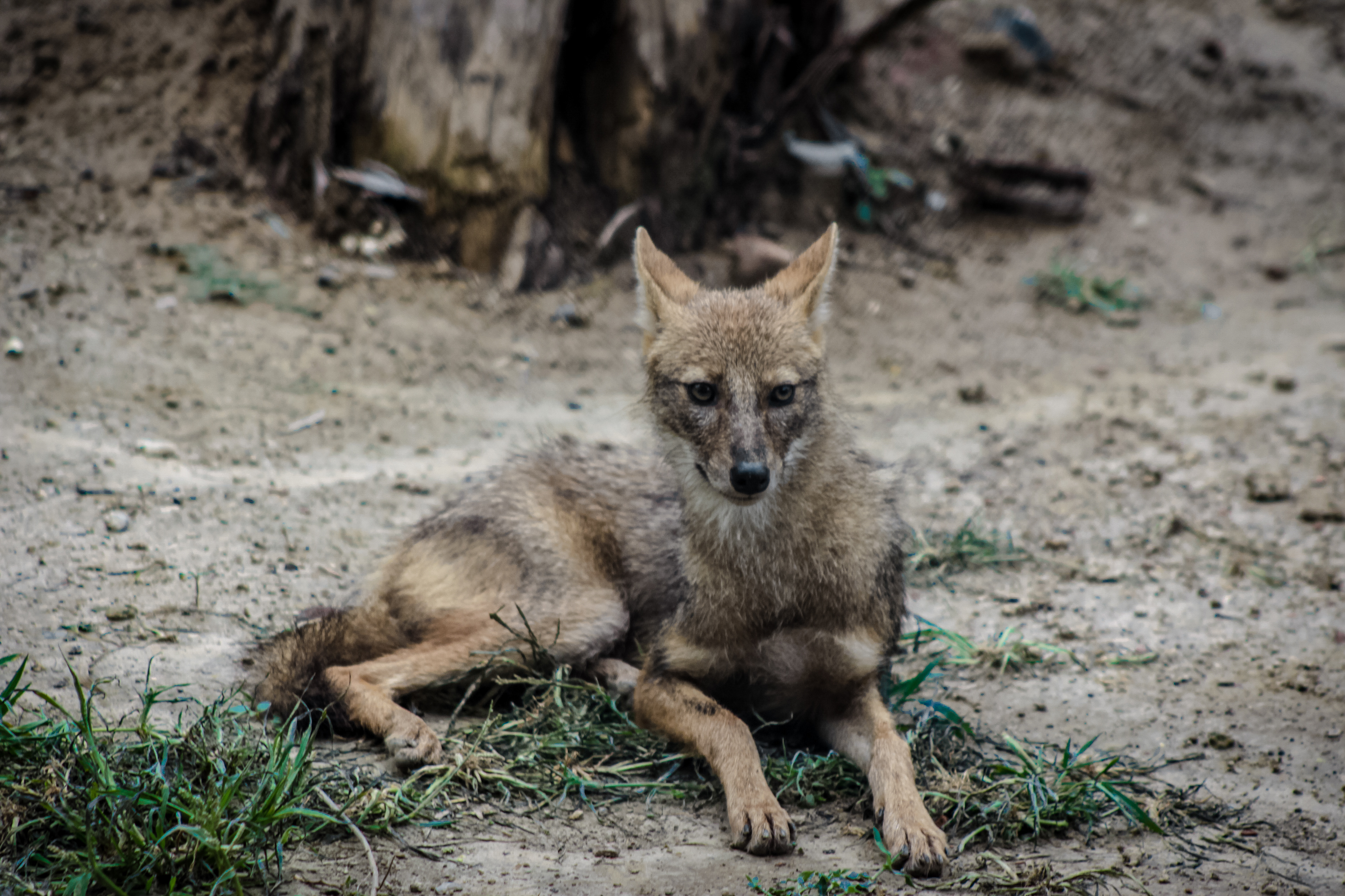 Captured by Rohit Chopra