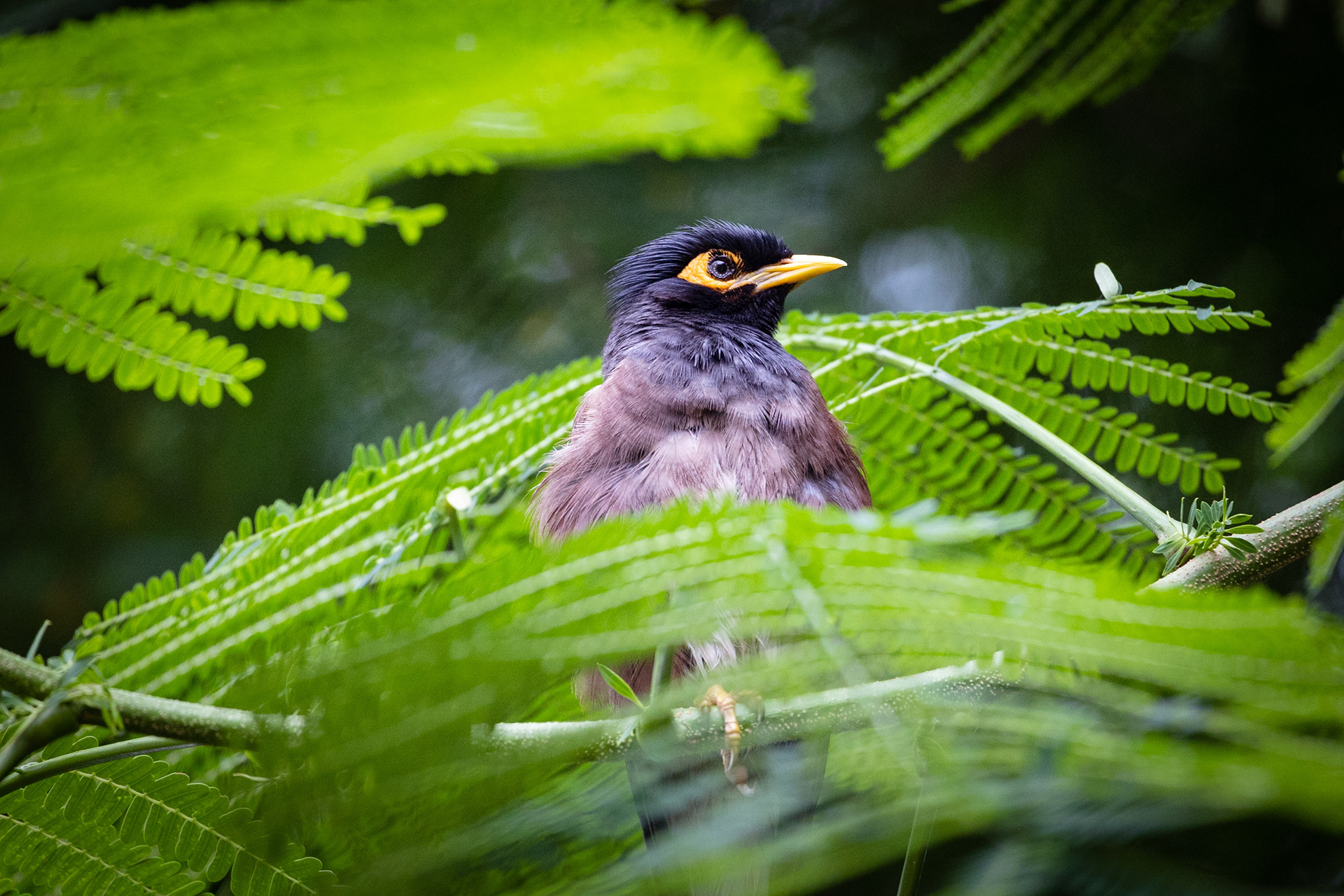 Captured by Rohit Chopra