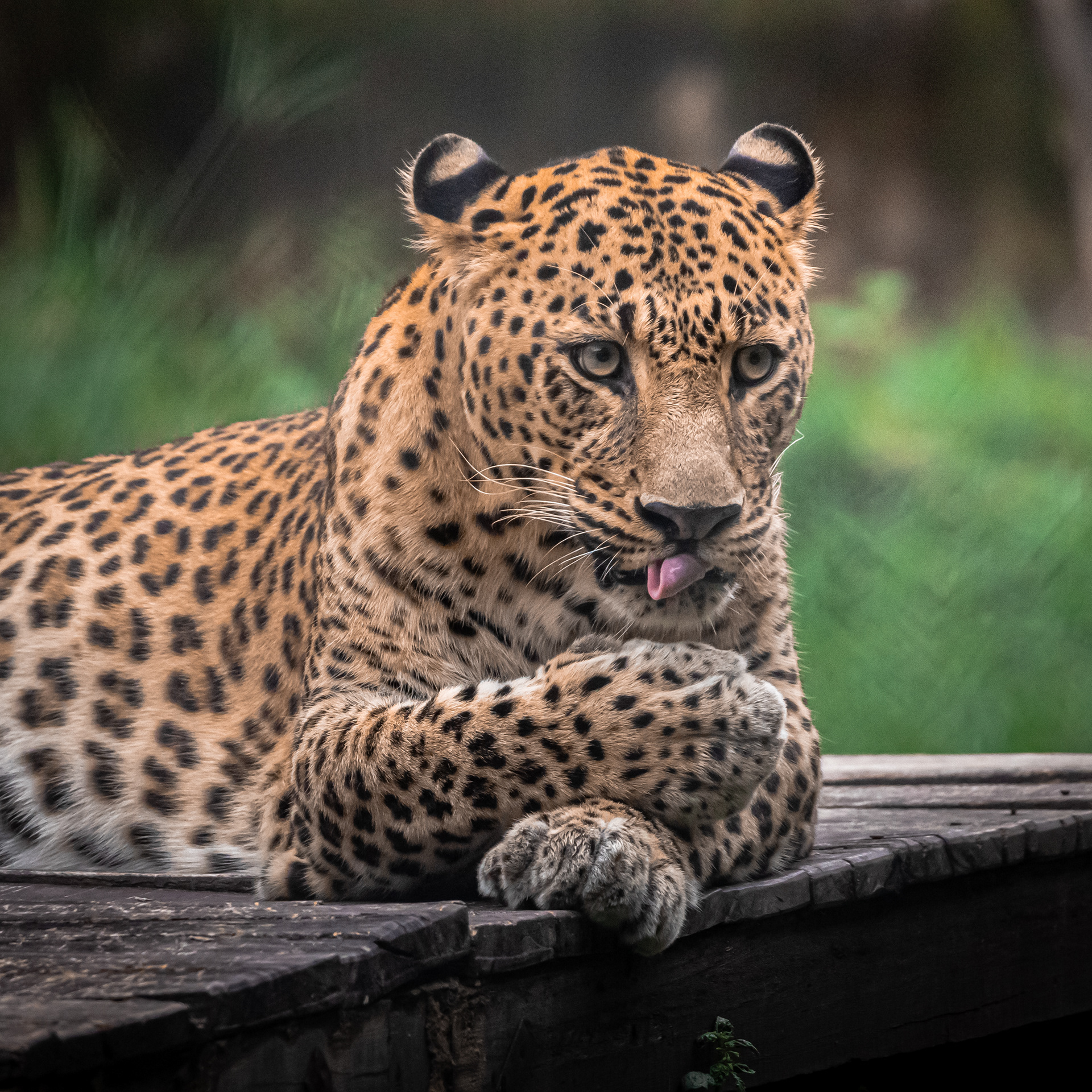 Captured by Rohit Chopra