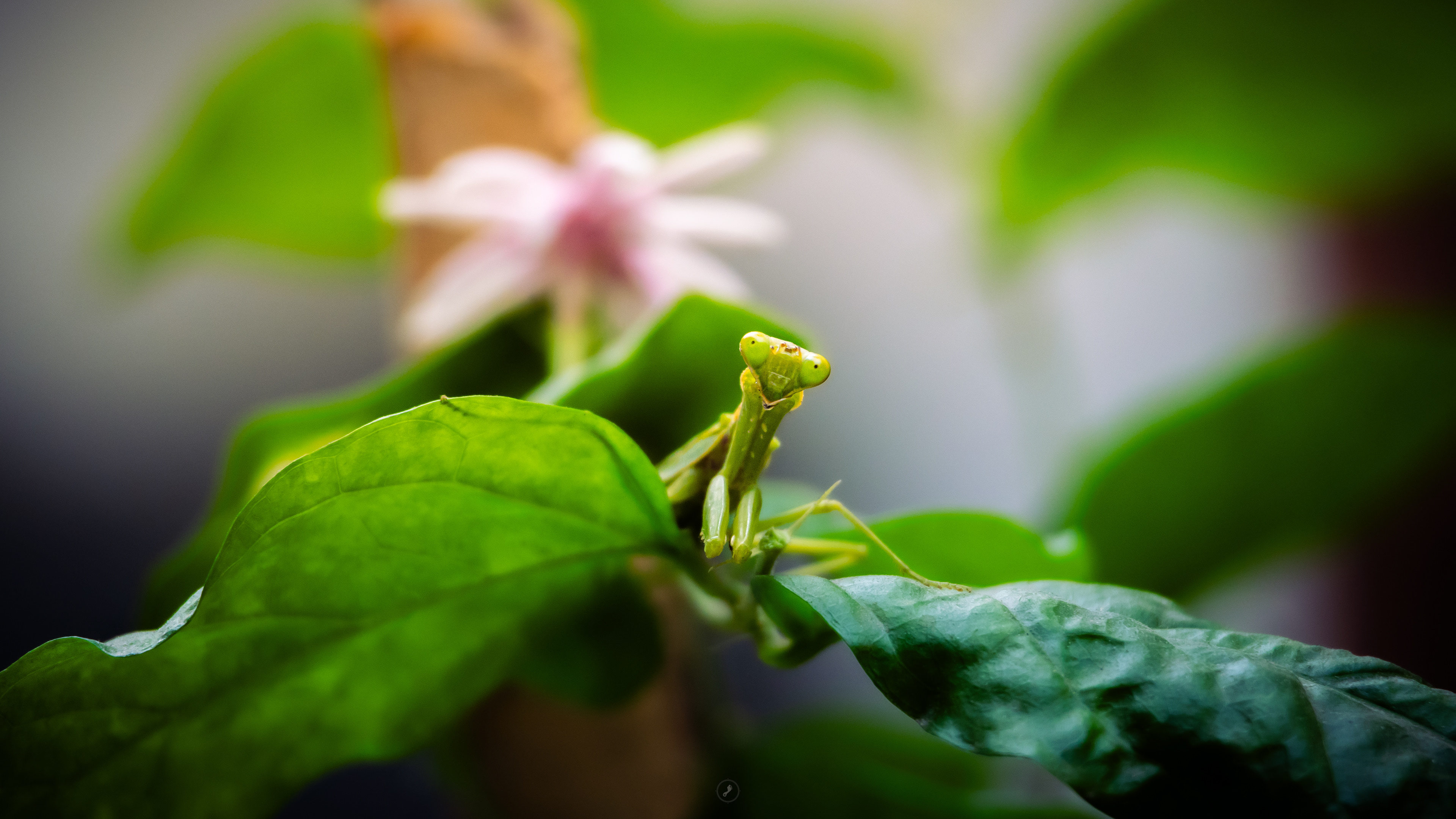 Captured by Rohit Chopra