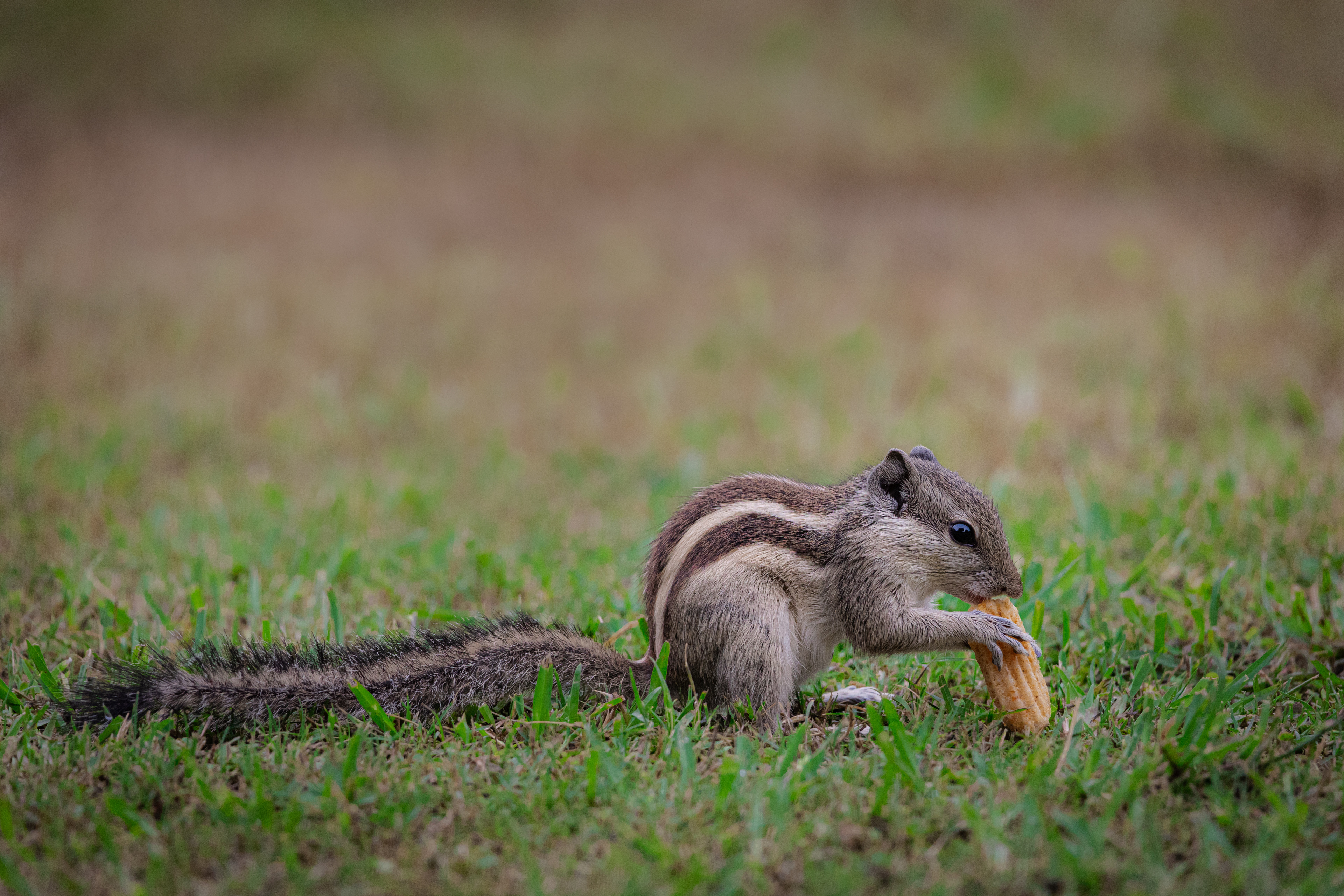 Captured by Rohit Chopra