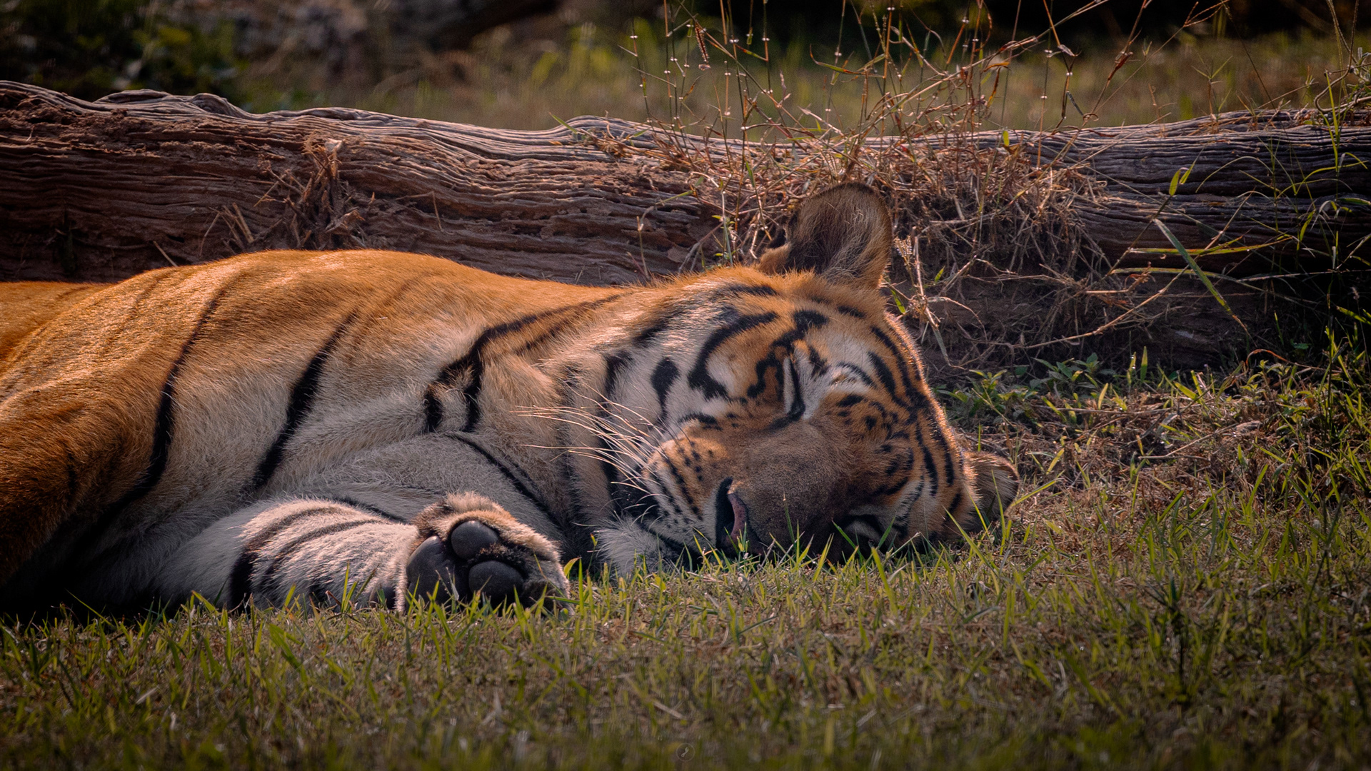 Captured by Rohit Chopra