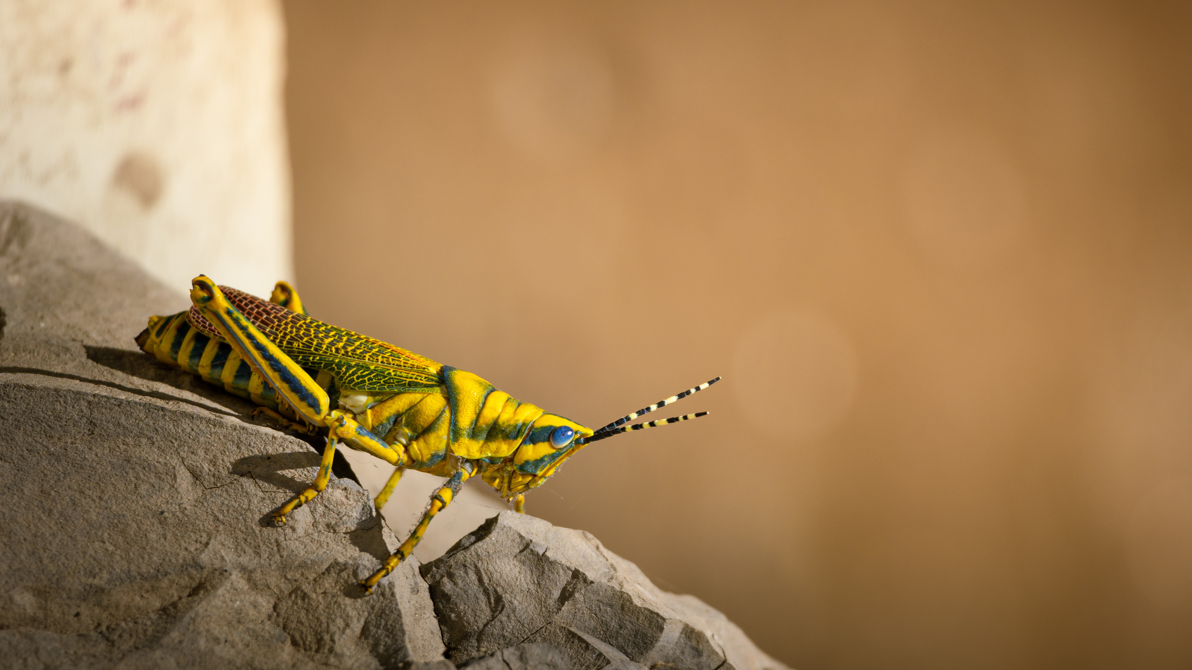 Captured by Rohit Chopra