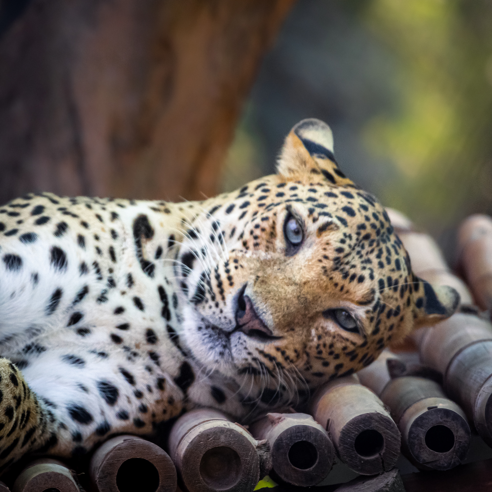 Captured by Rohit Chopra