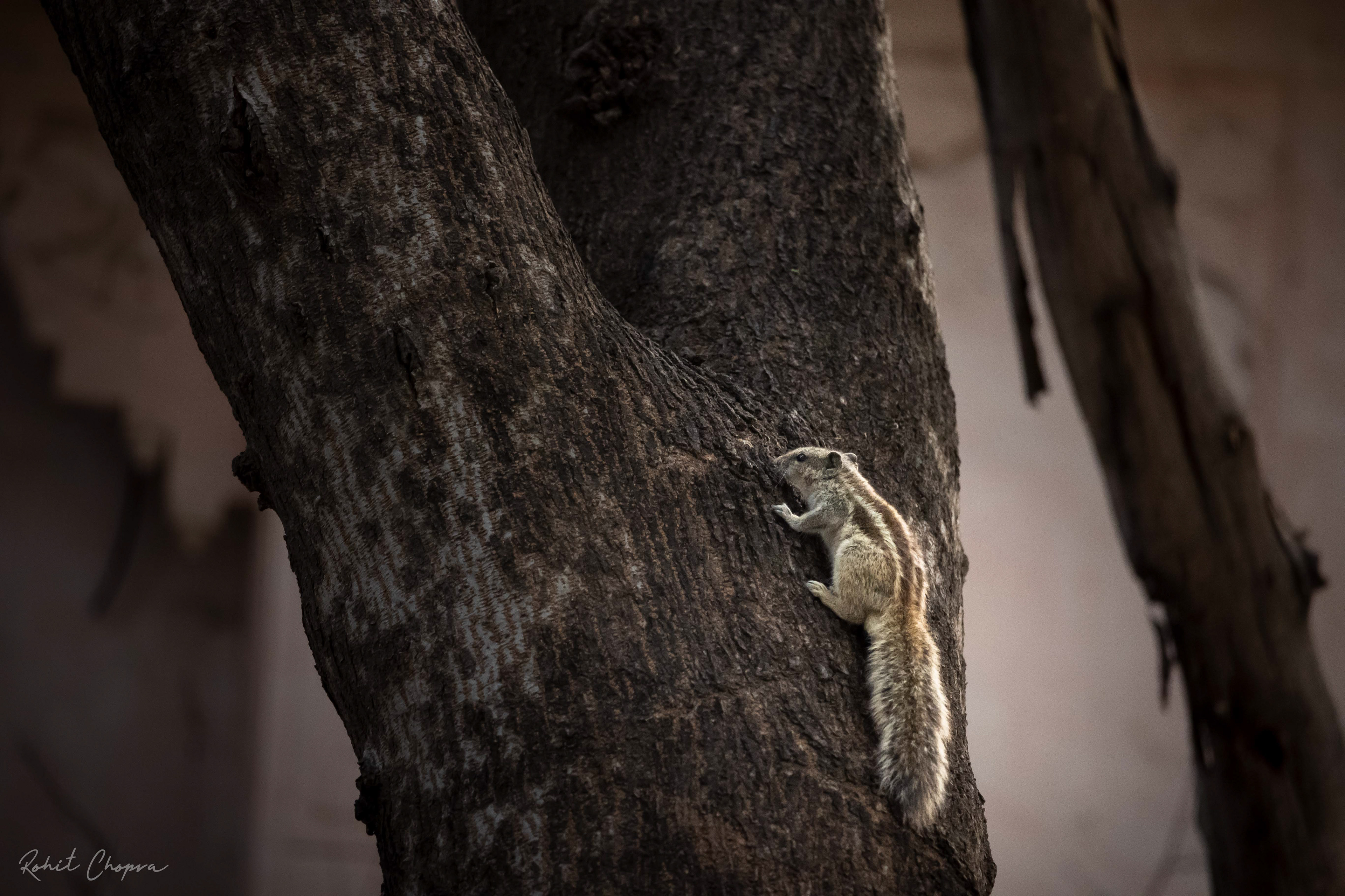 Captured by Rohit Chopra