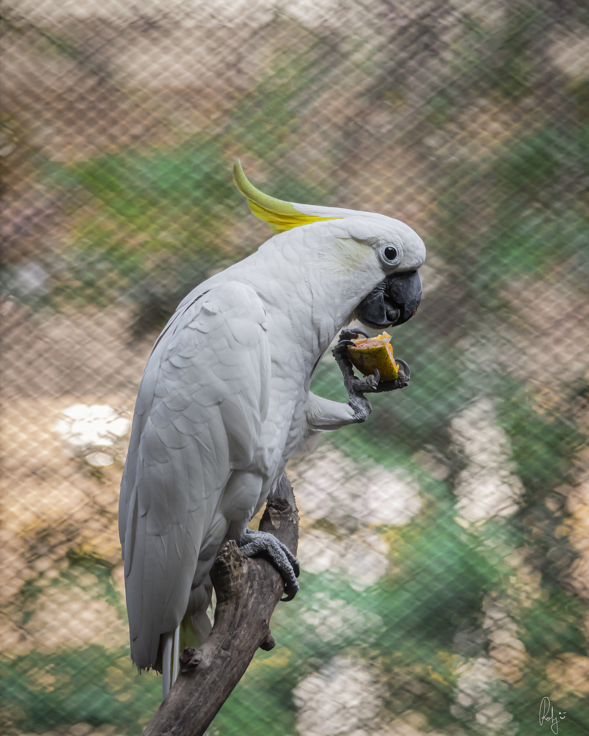 Captured by Rohit Chopra