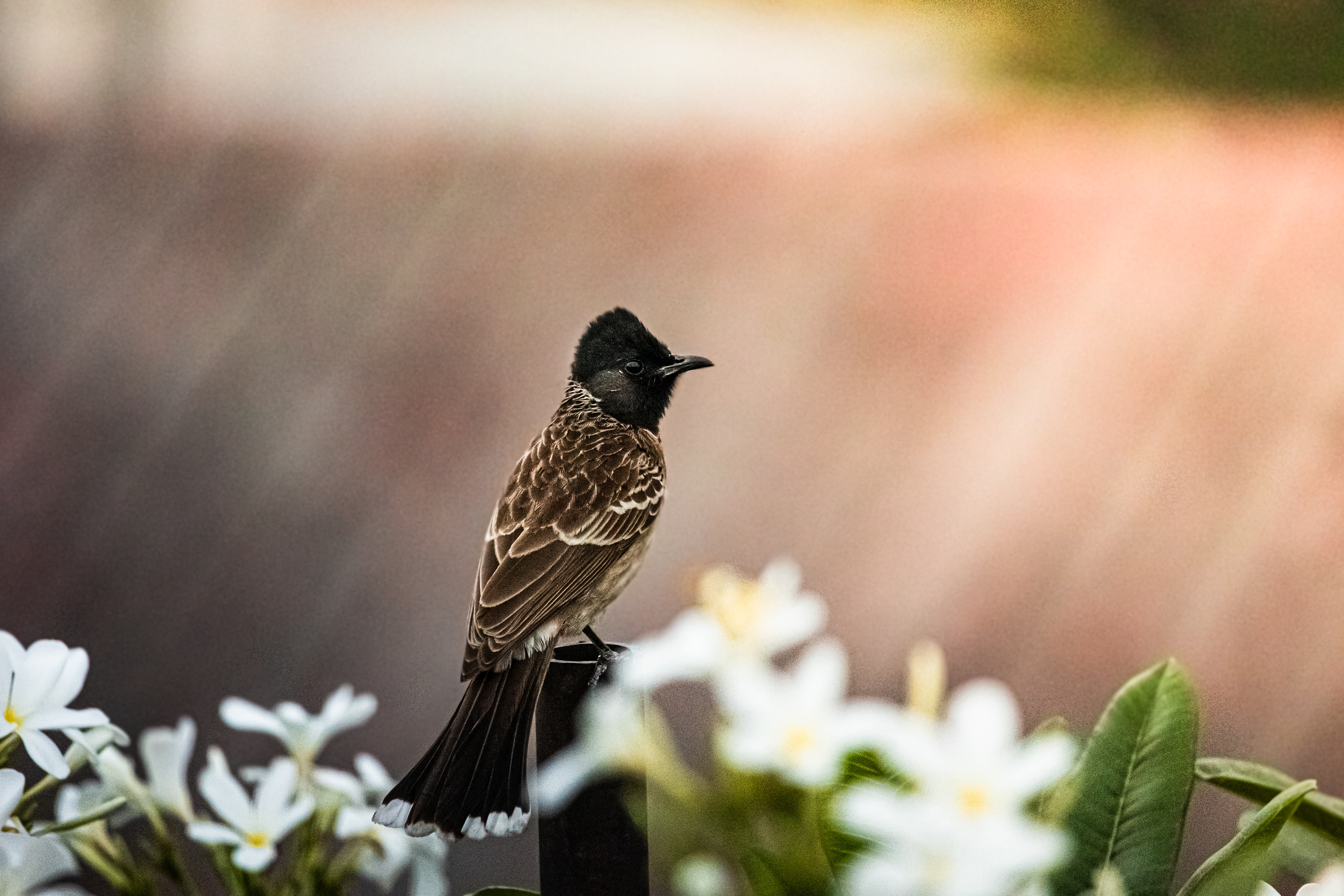 Captured by Rohit Chopra