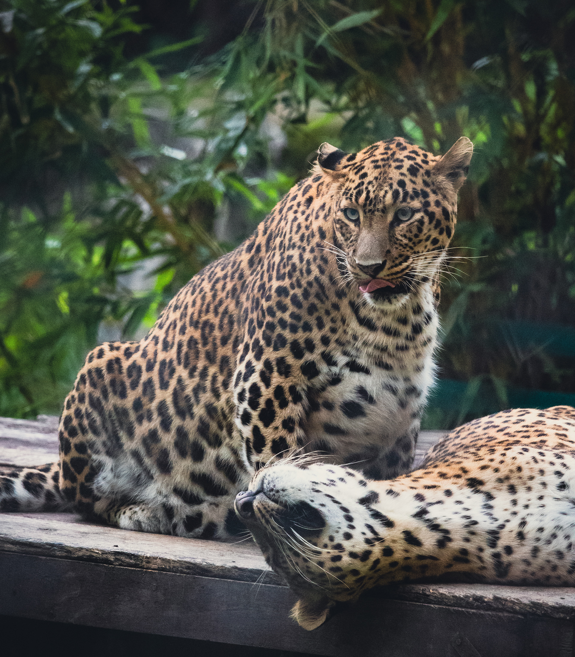 Captured by Rohit Chopra