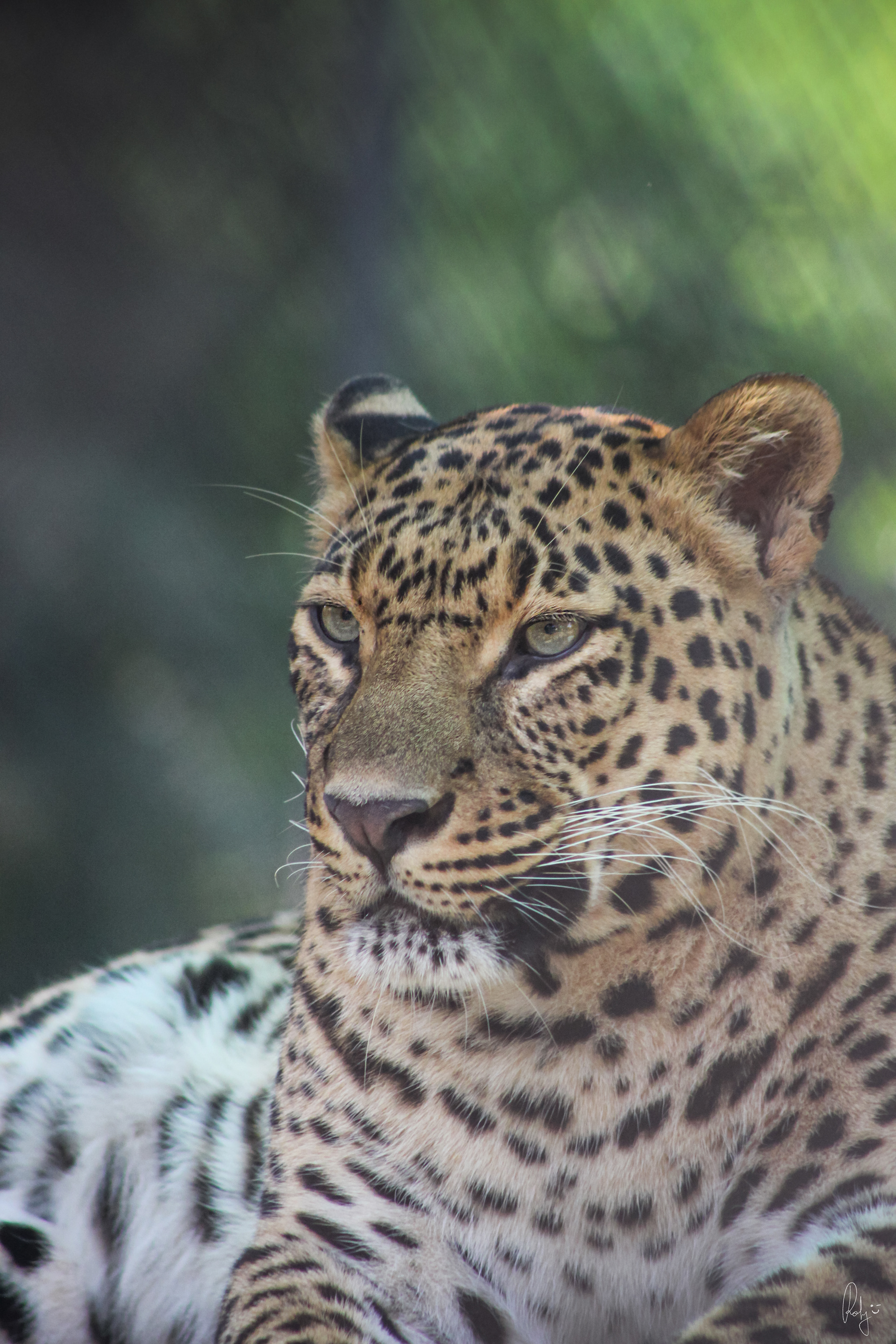 Captured by Rohit Chopra