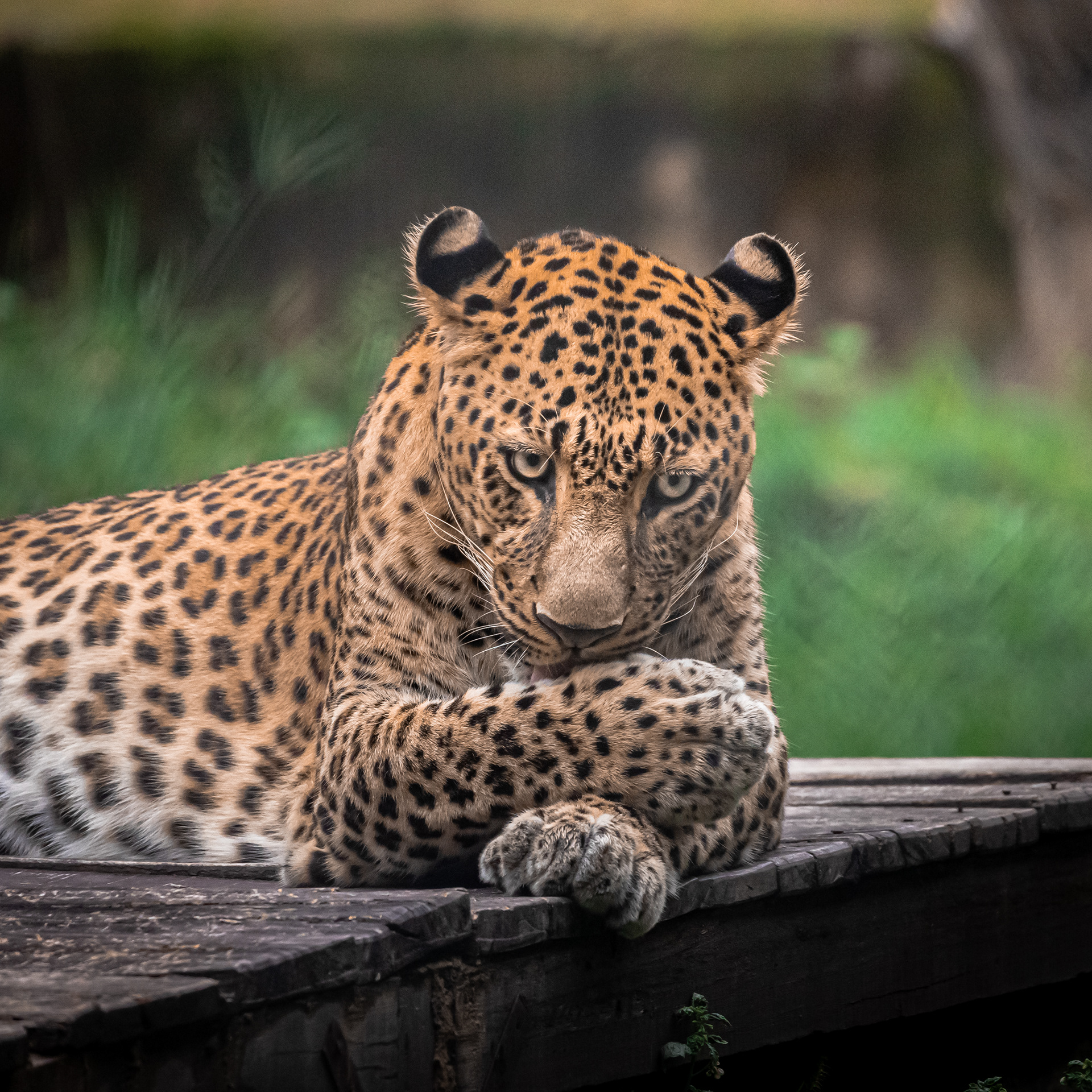 Captured by Rohit Chopra