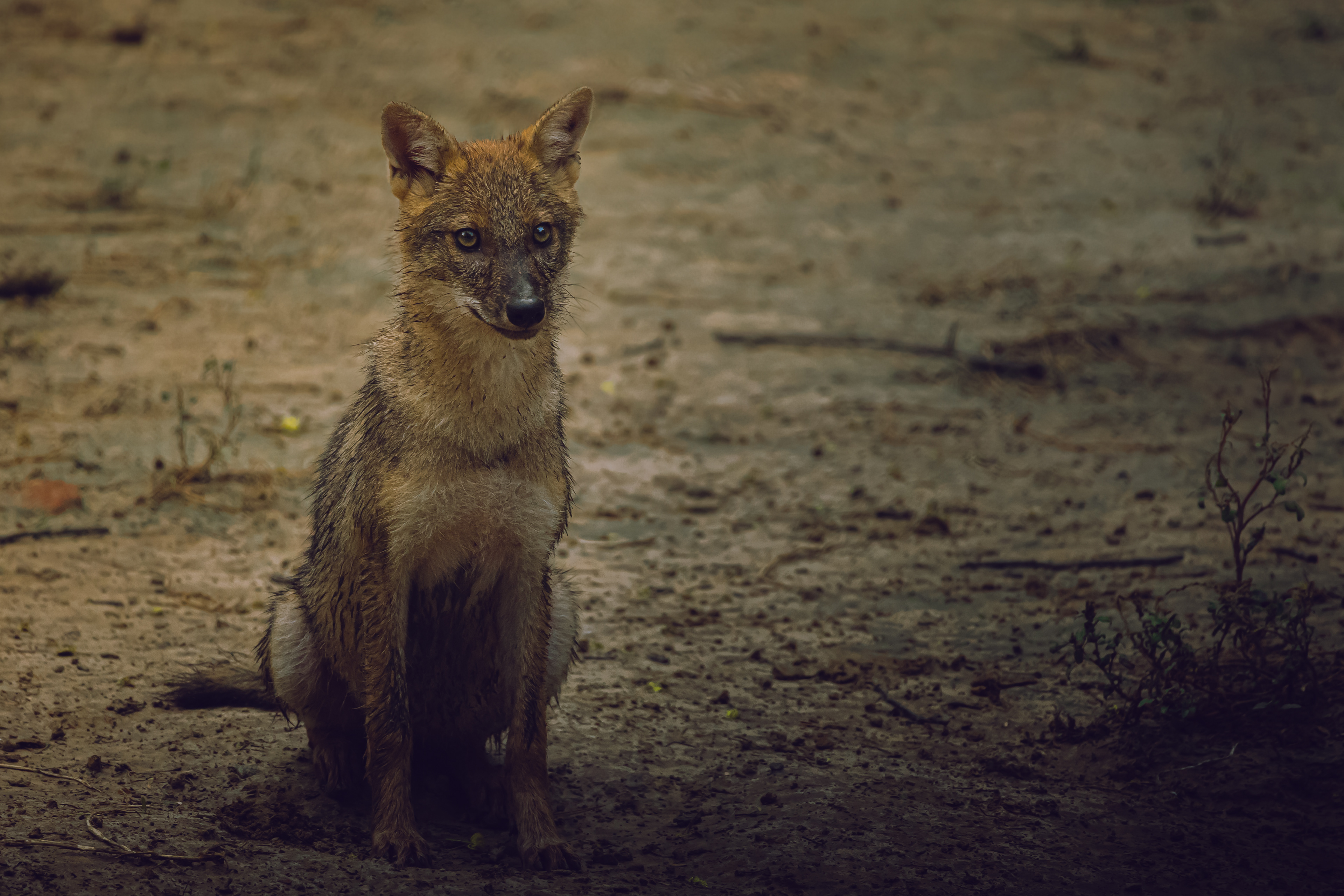 Captured by Rohit Chopra