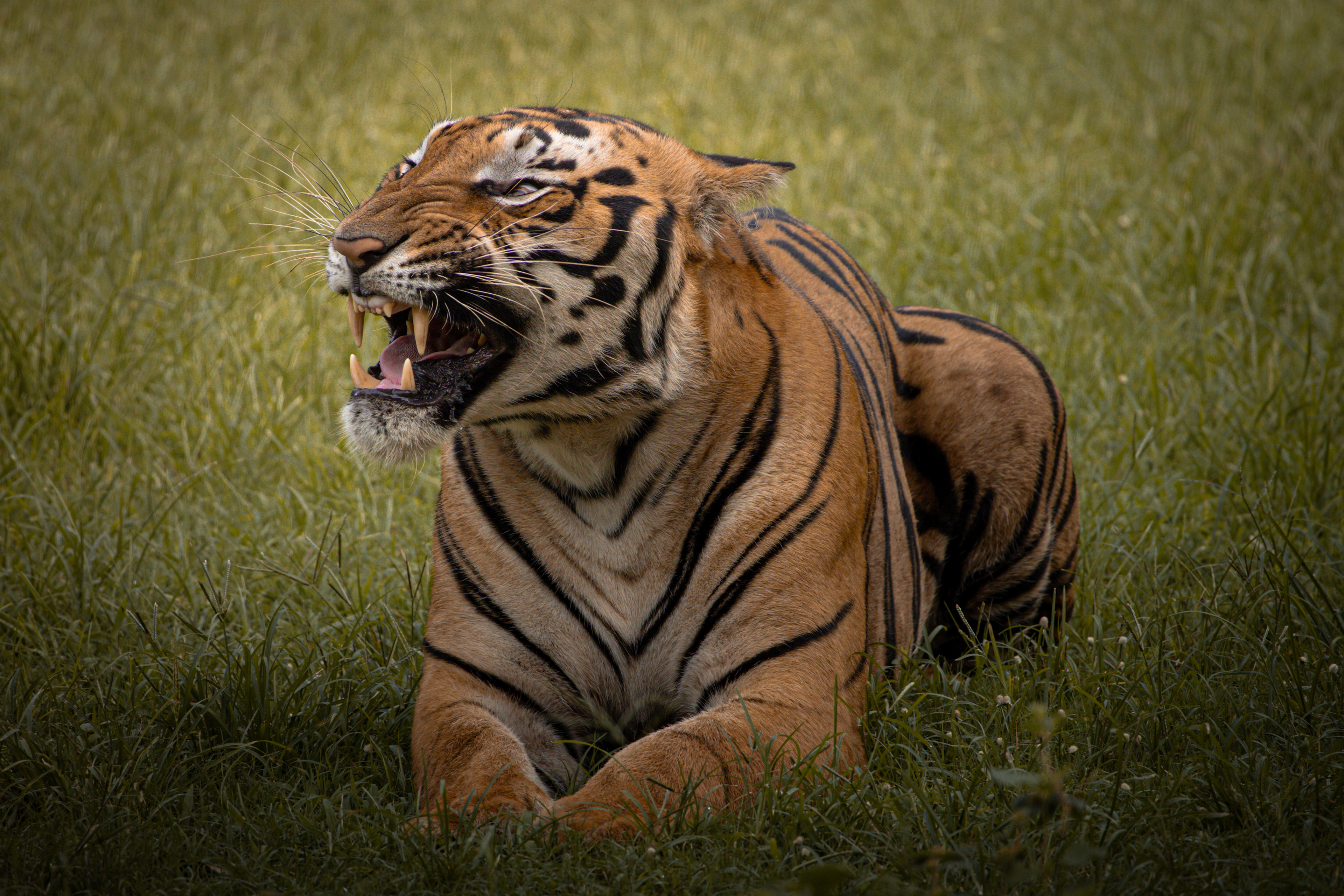 Captured by Rohit Chopra