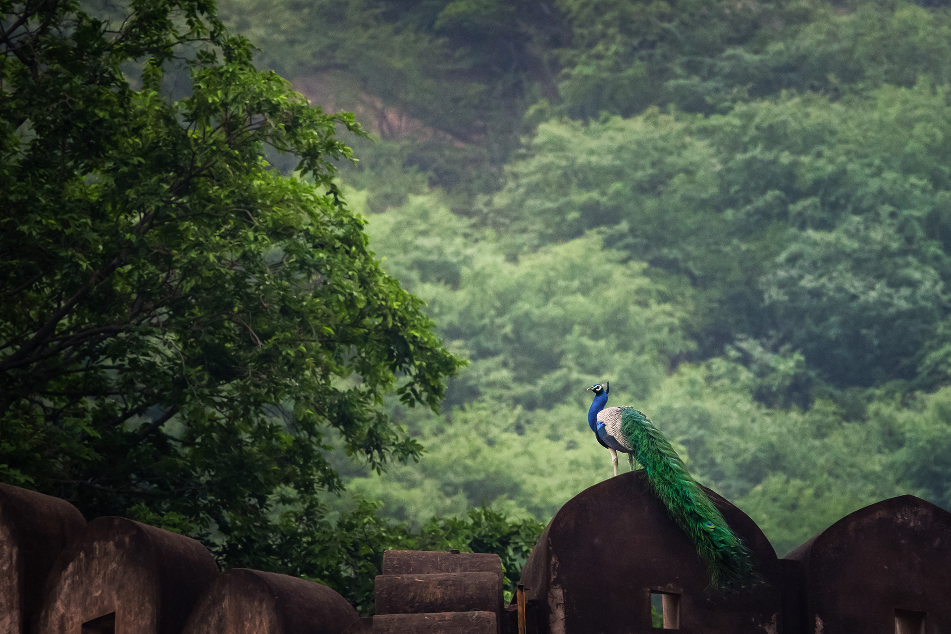 Captured by Rohit Chopra