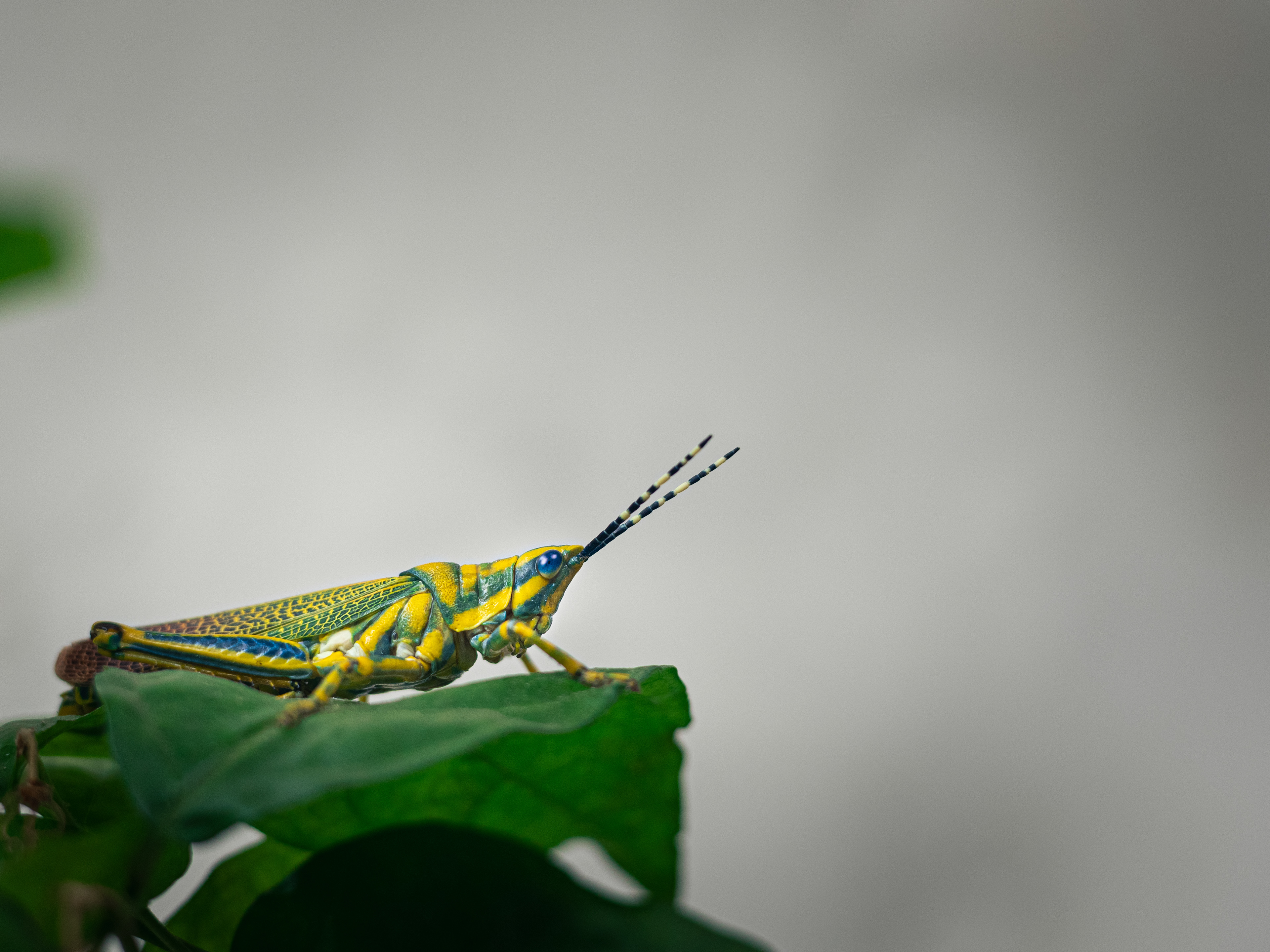 Captured by Rohit Chopra