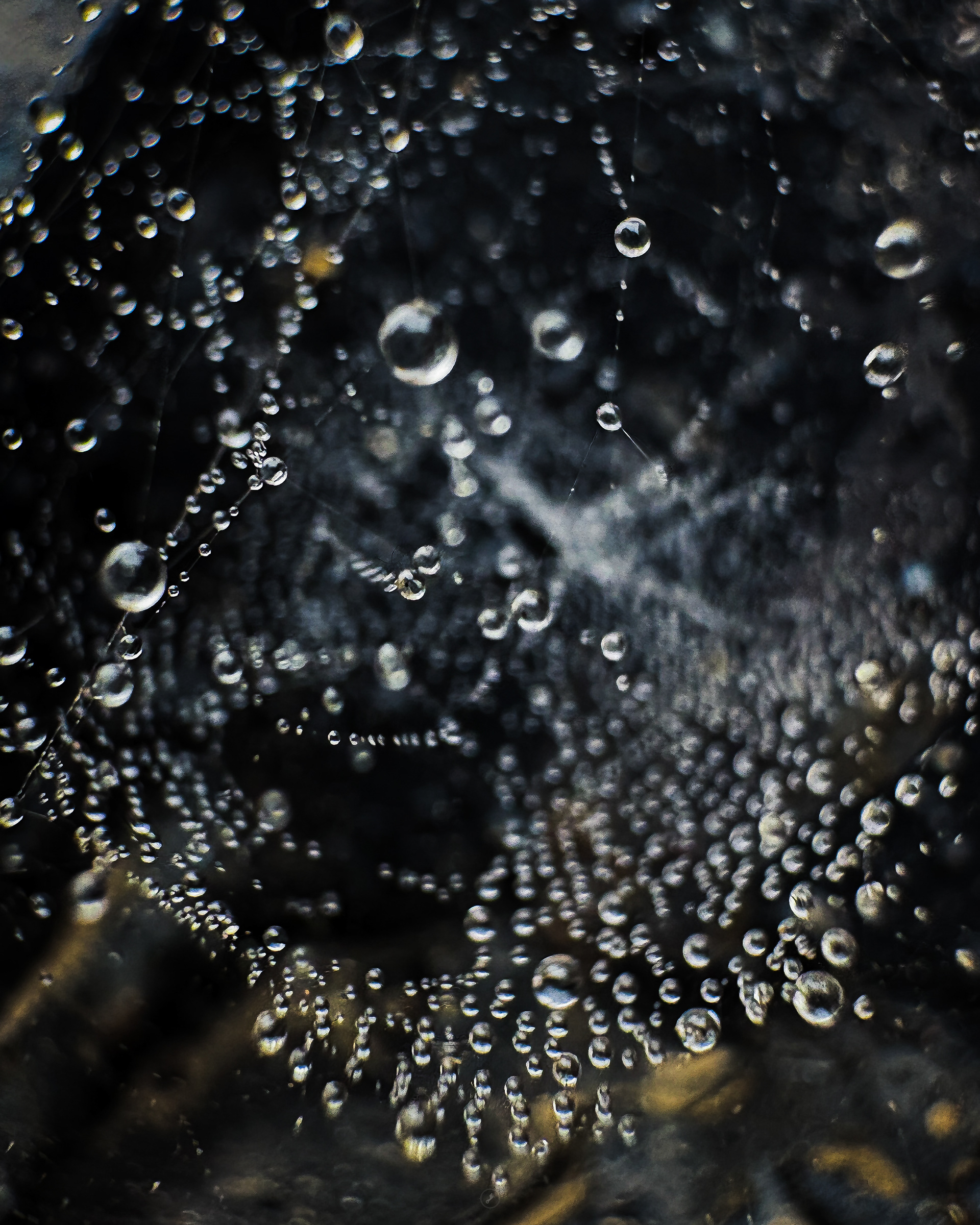 Captured by Rohit Chopra