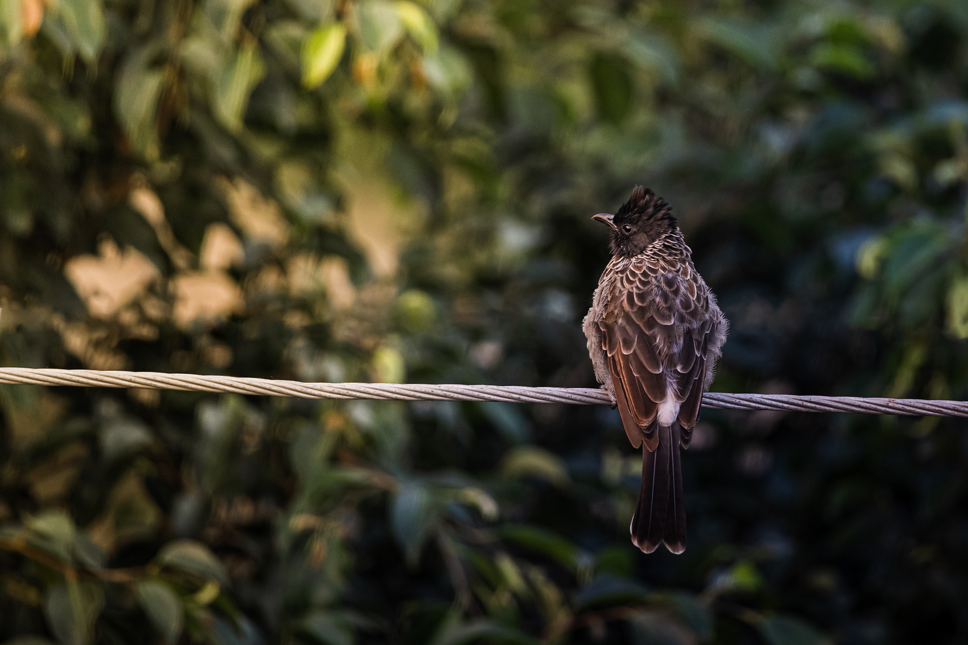 Captured by Rohit Chopra