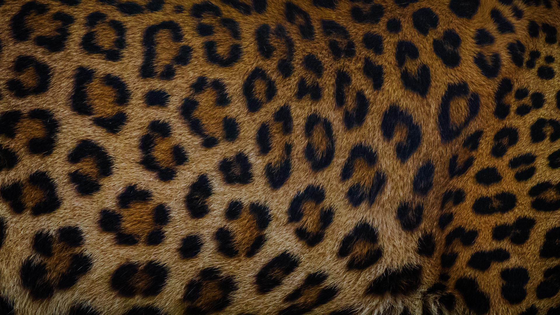 Captured by Rohit Chopra