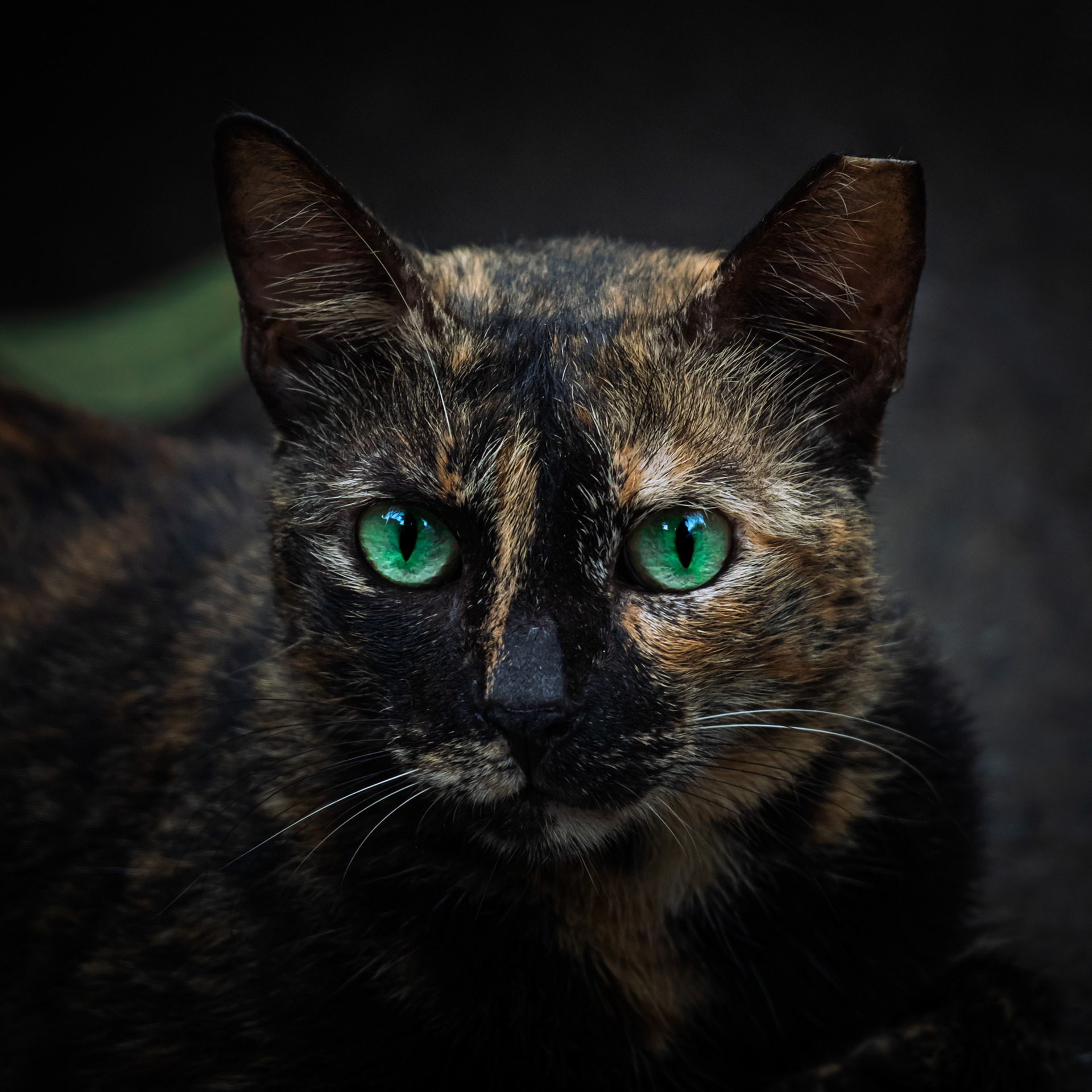 Captured by Rohit Chopra