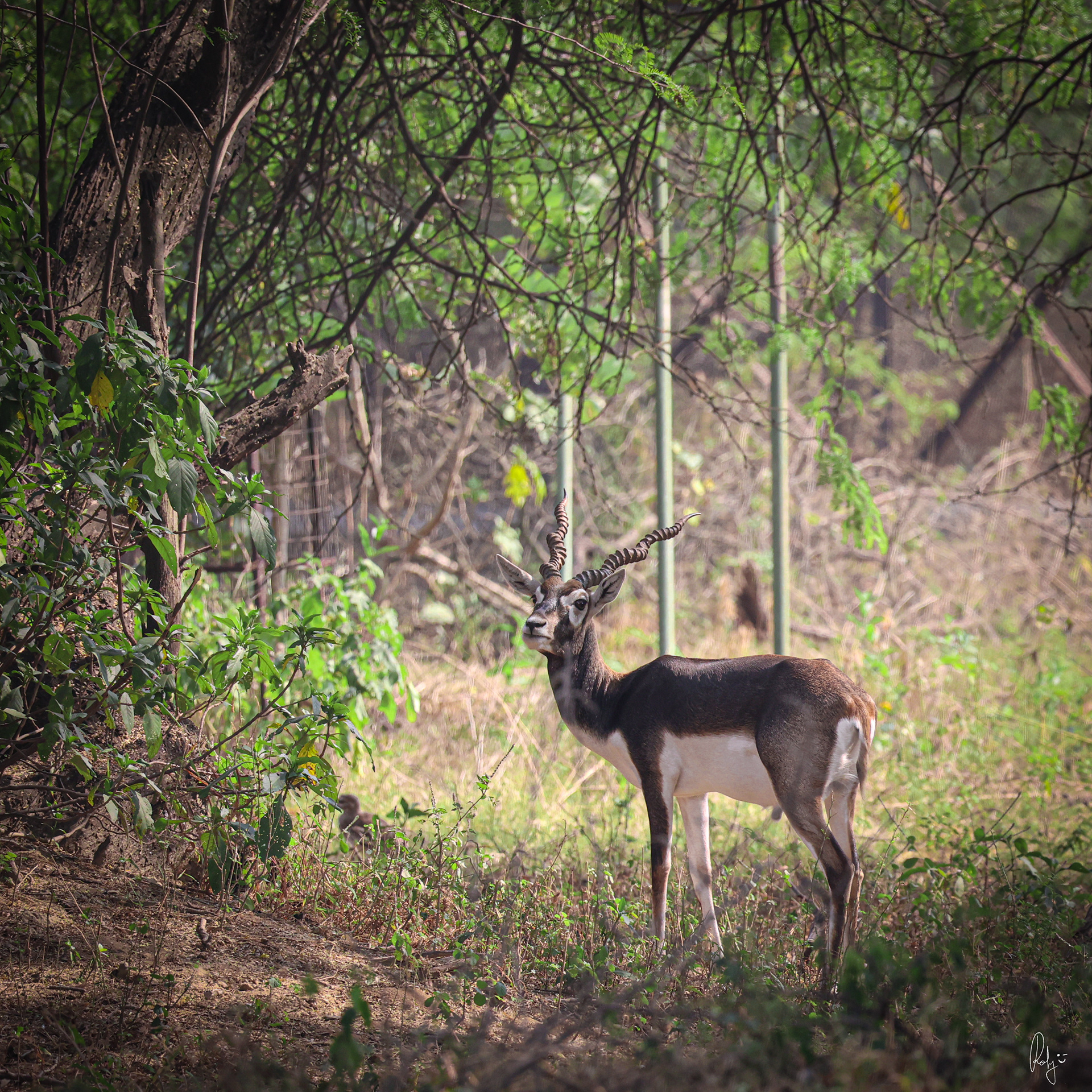 Captured by Rohit Chopra