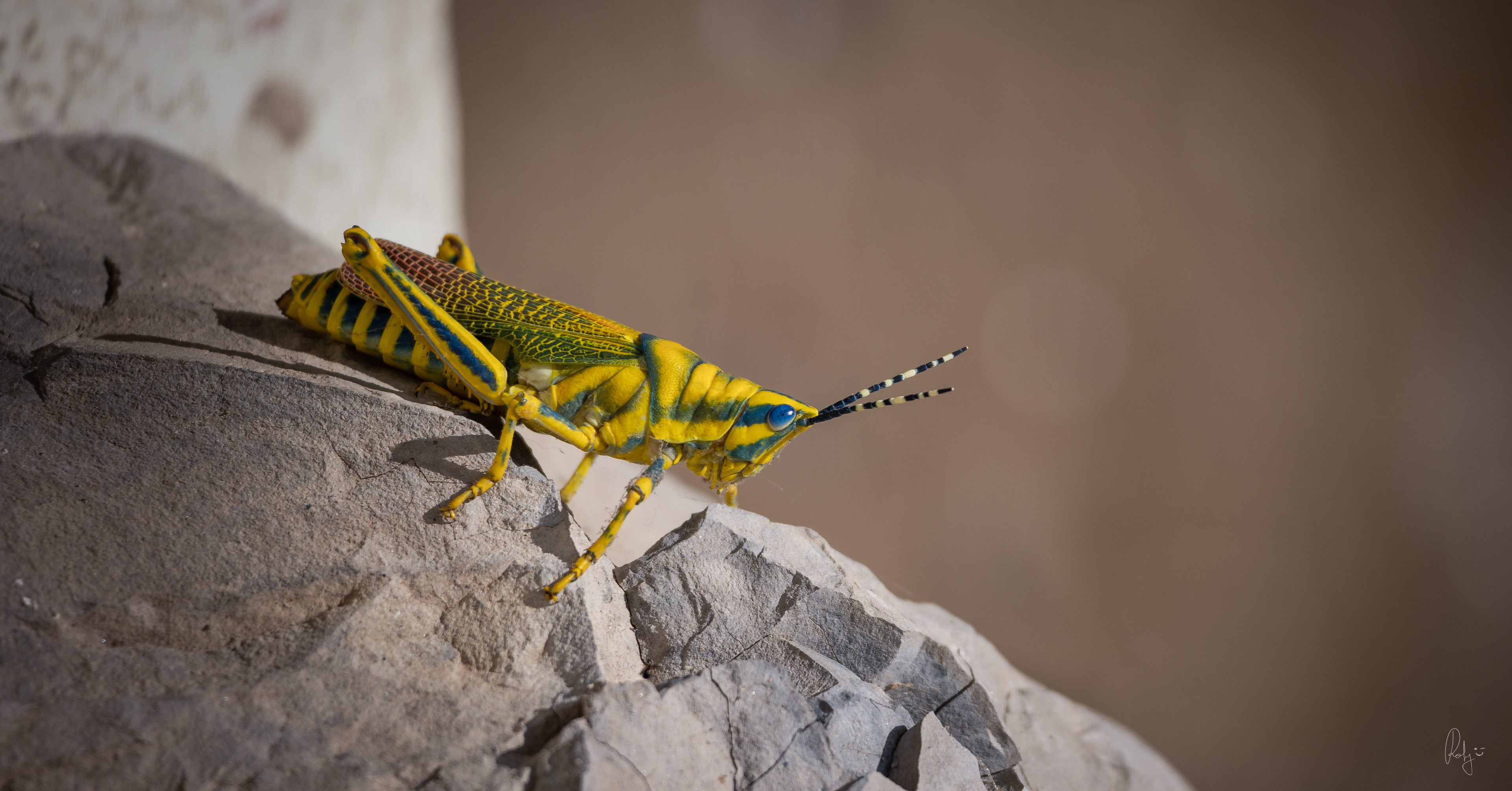 Captured by Rohit Chopra