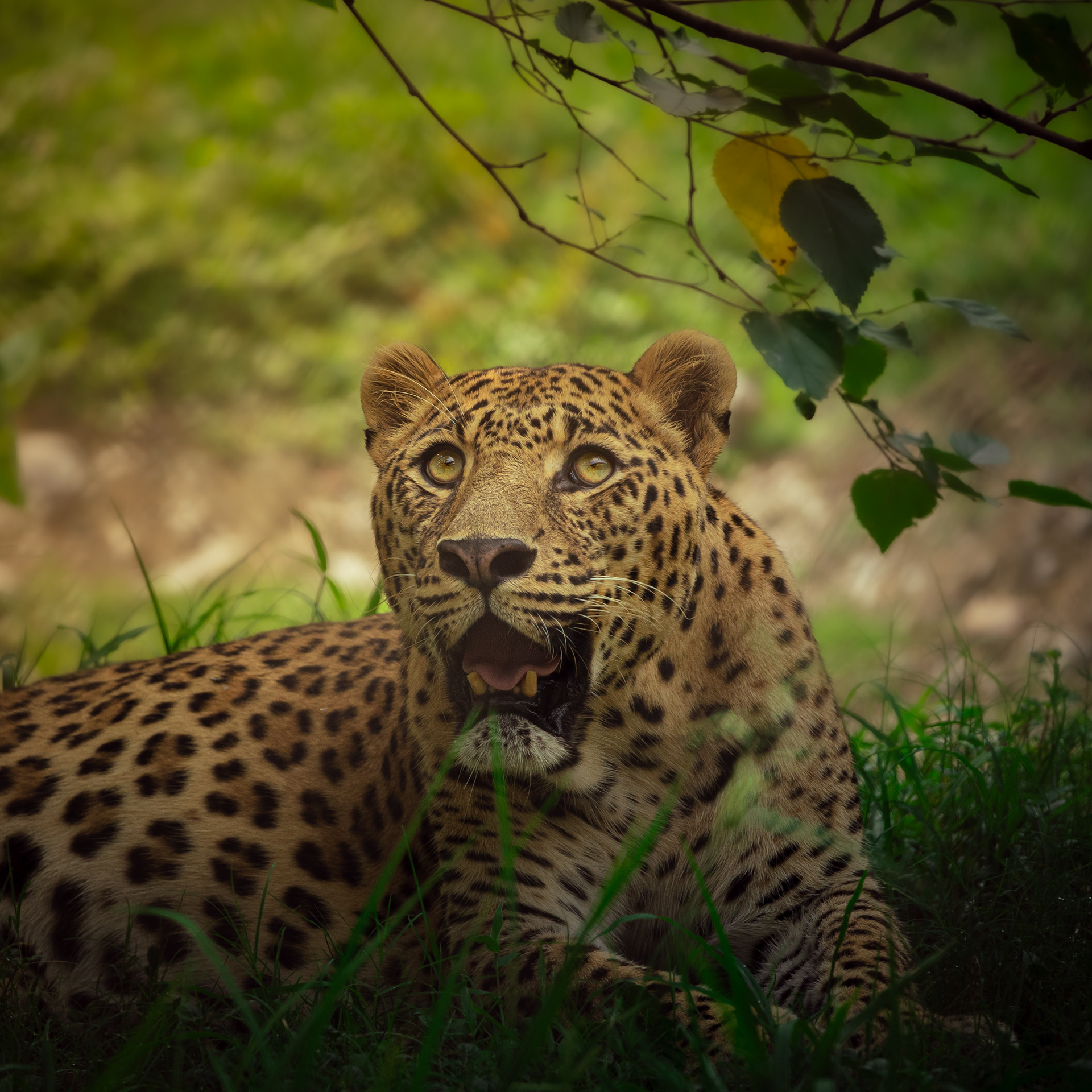 Captured by Rohit Chopra