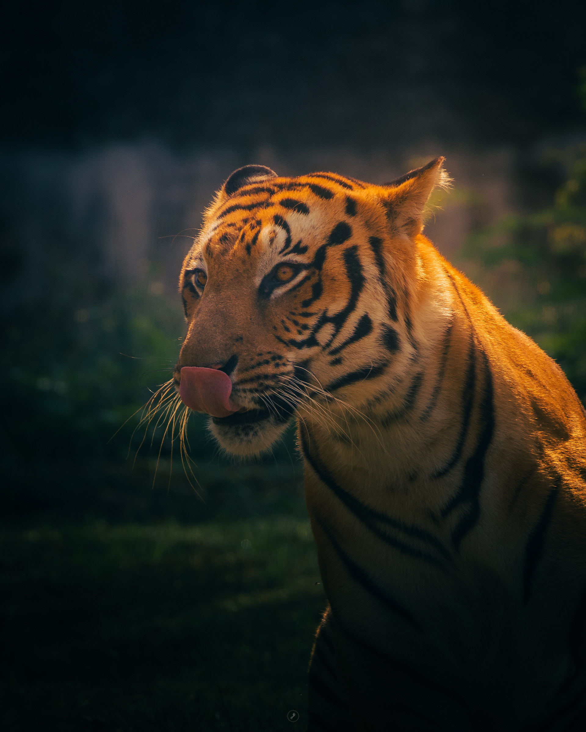 Captured by Rohit Chopra