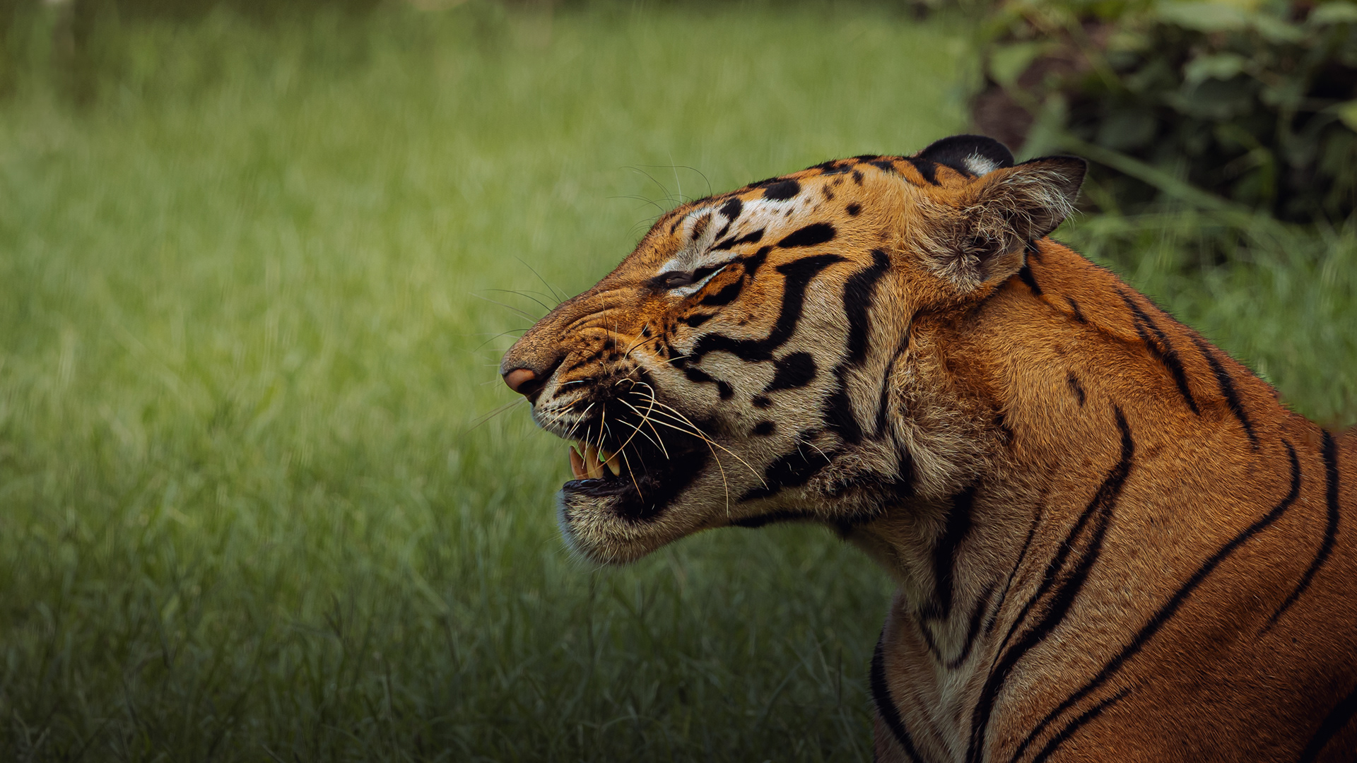 Captured by Rohit Chopra