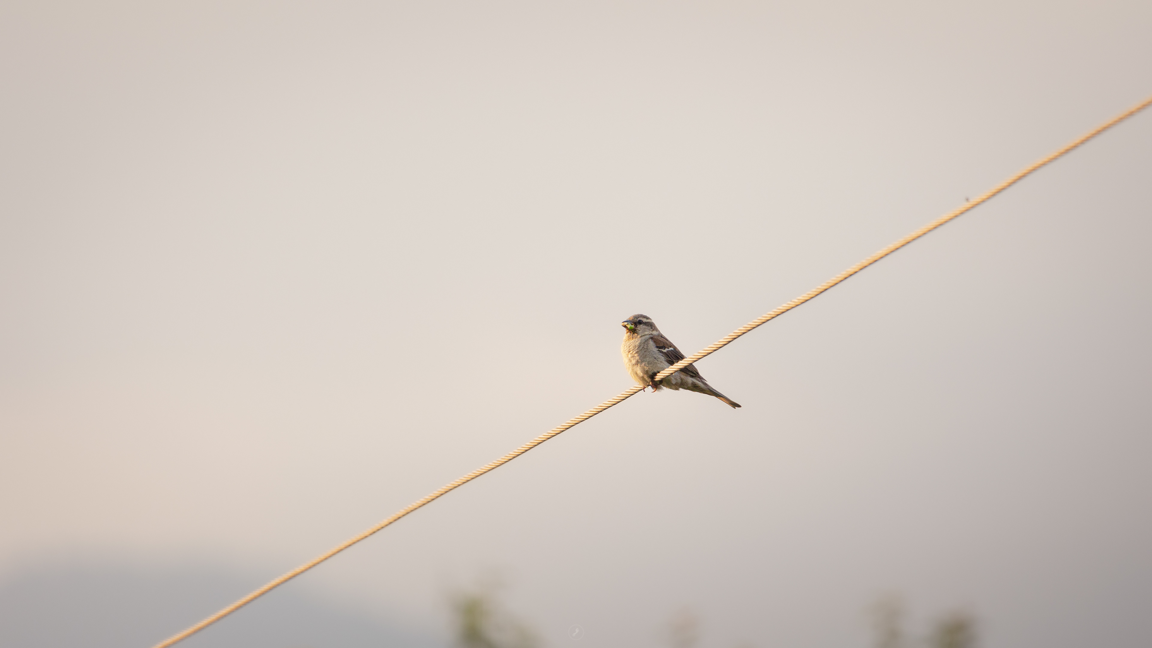 Captured by Rohit Chopra